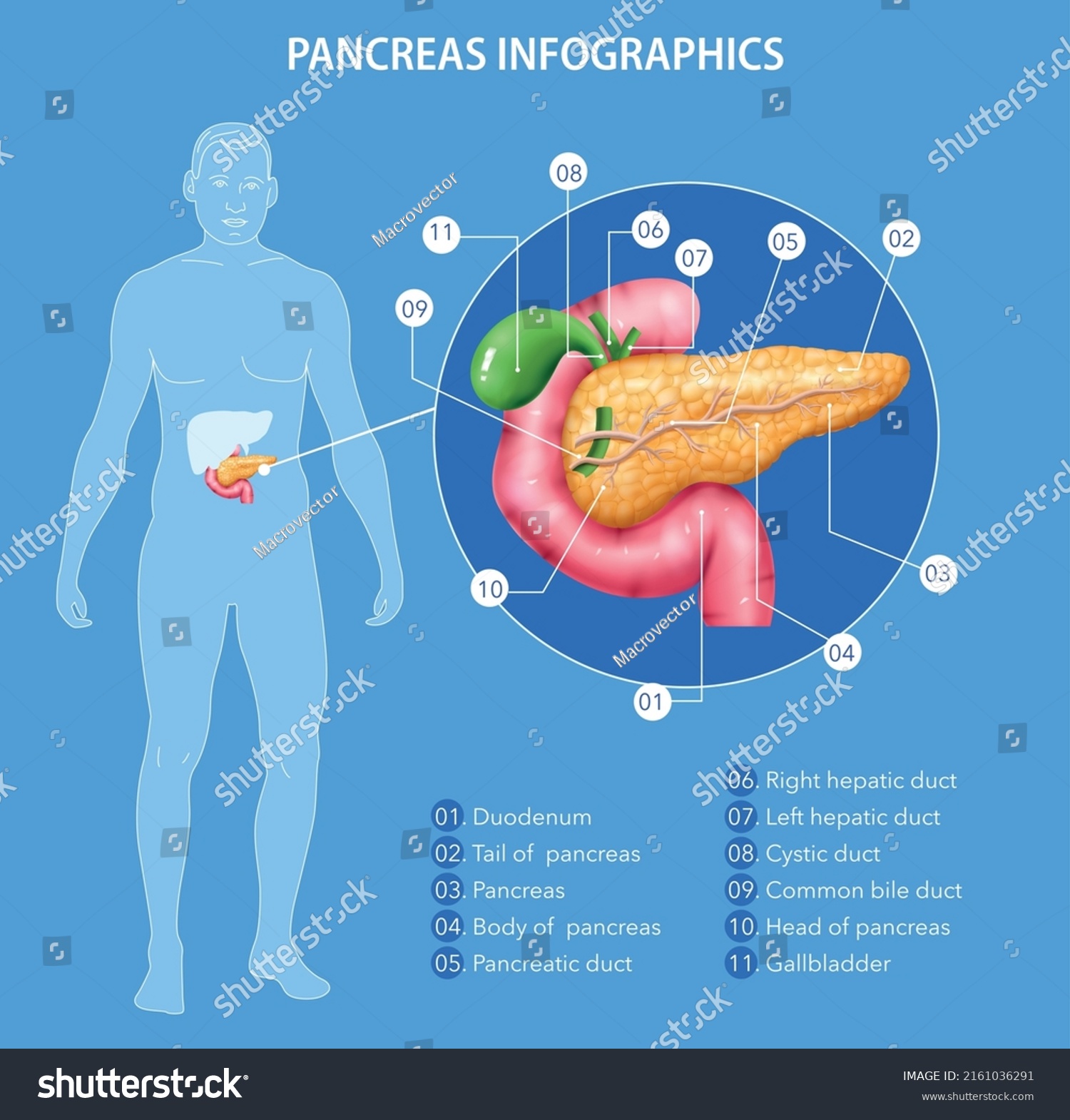 Realistic Pancreas Anatomy Infographics With Human Body Silhouette And Sexiz Pix 6587