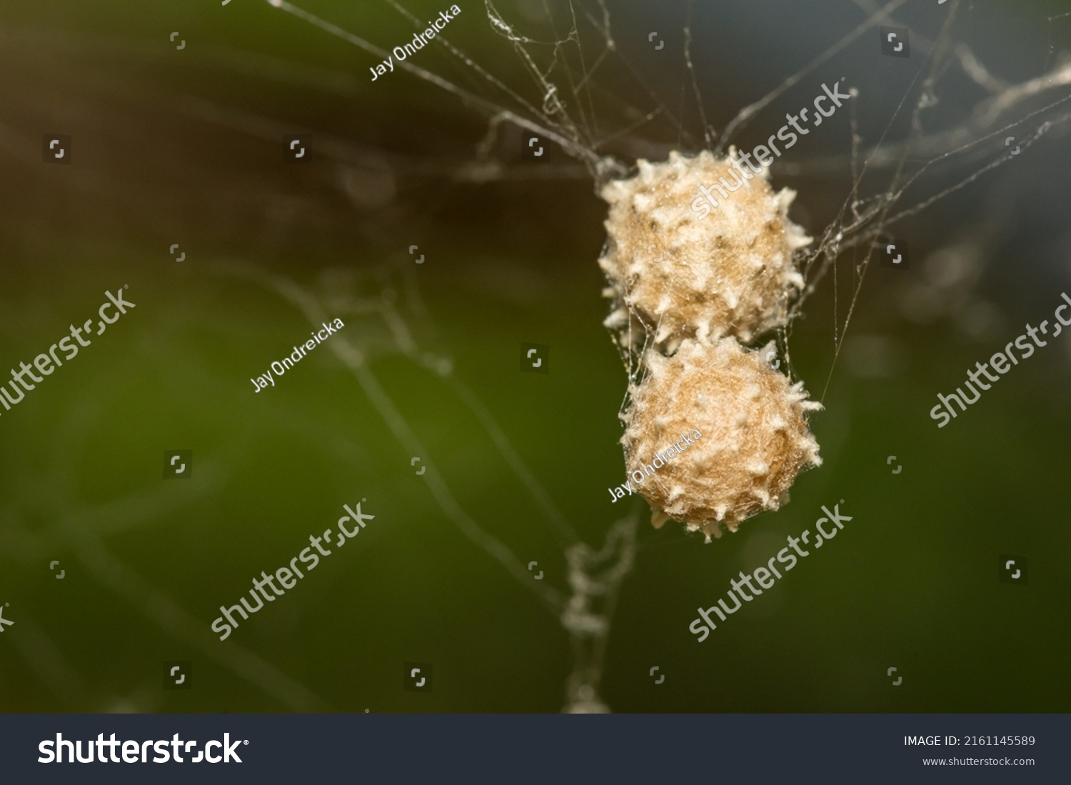 Southern Black Widow Spider Eggs Stock Photo 2161145589 | Shutterstock