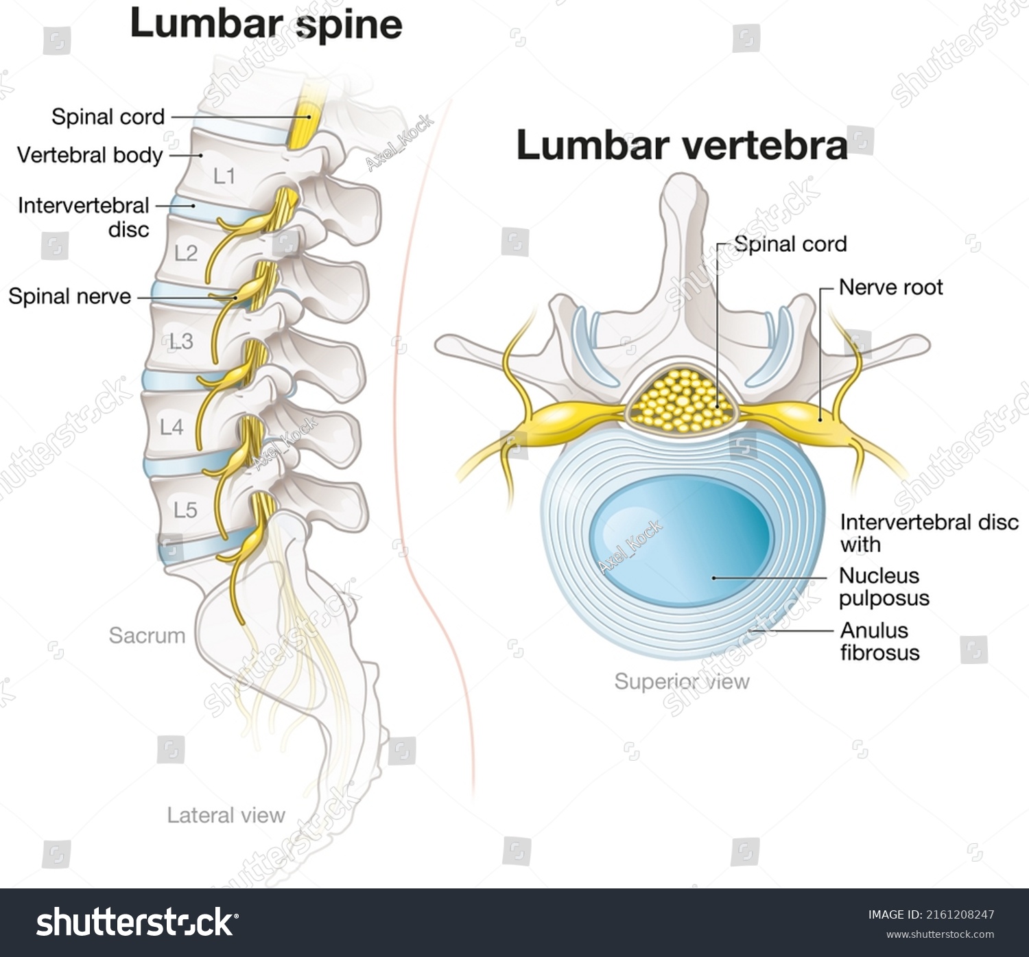 Labeled Anatomical Llustration Showing Lumbar Spine Stock Illustration ...