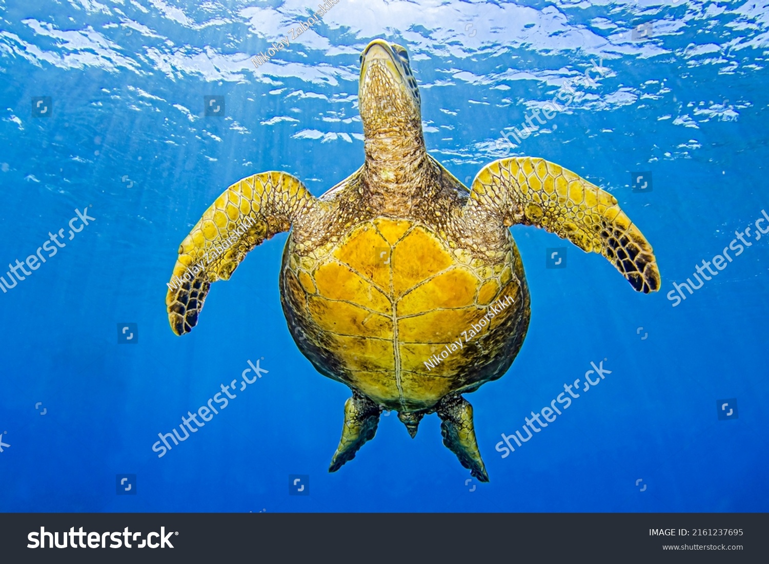 Belly Sea Turtle Underwater Sea Turtle Stock Photo 2161237695