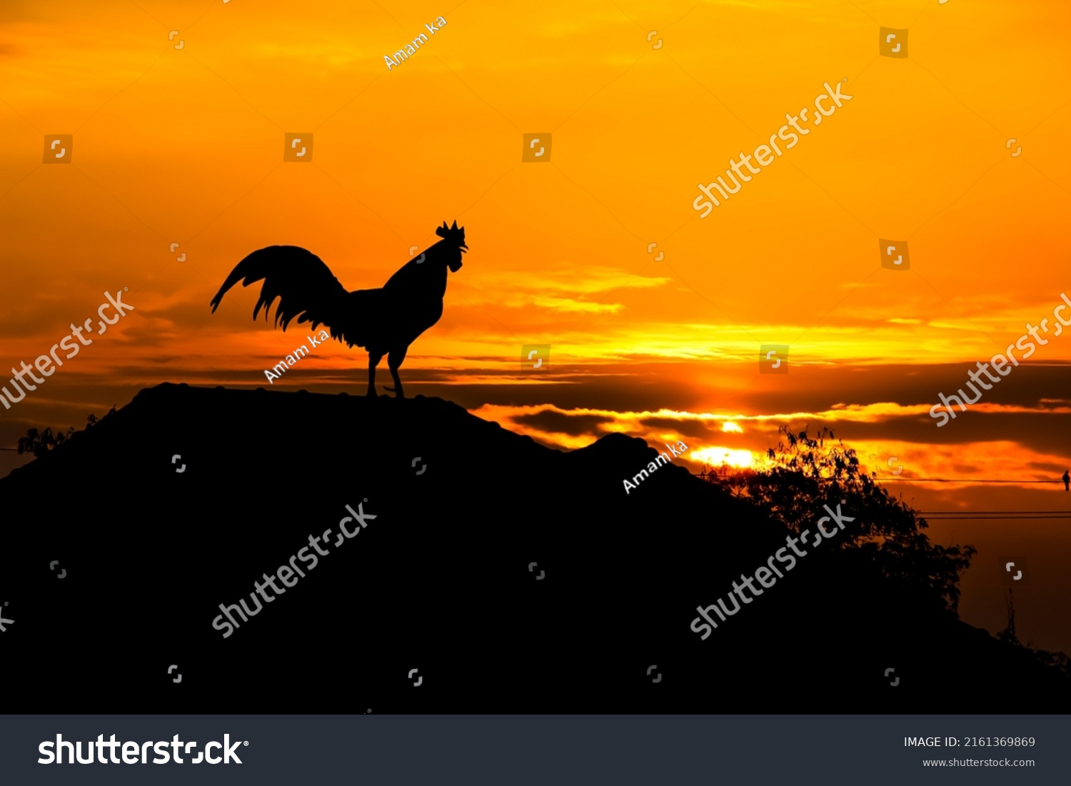 Silhouette Rooster Crowing On Roof Home Stock Photo 2161369869 ...