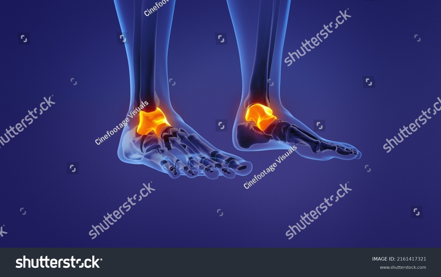 Anatomy Human Talus3d Illustration Stock Illustration 2161417321 ...