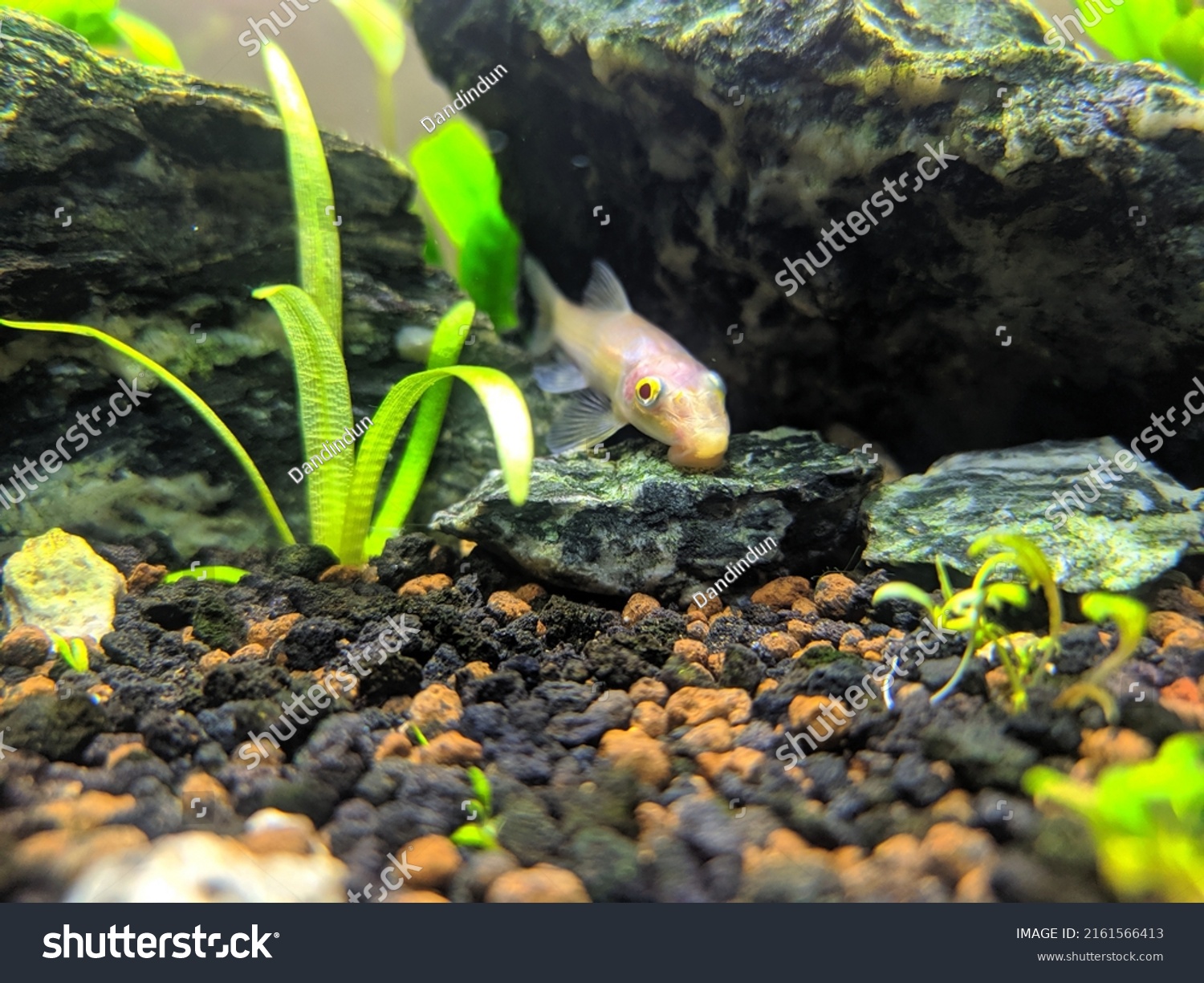 Chinese Algae Eater Albino Between Seiryu Stock Photo 2161566413 ...