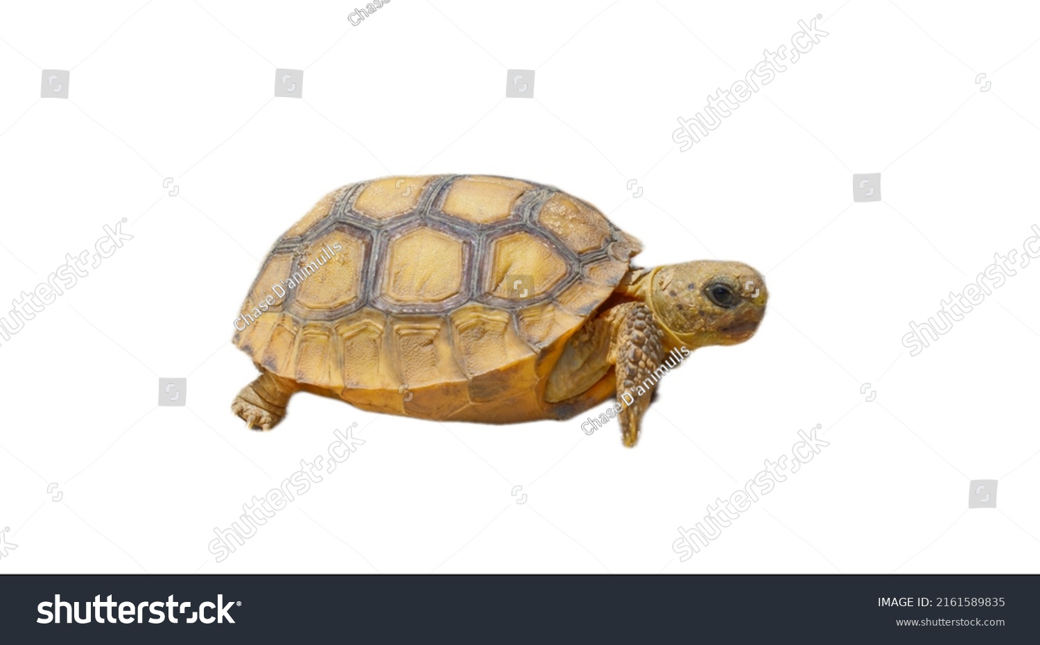 Young Gopher Tortoise Gopherus Polyphemus Baby Stock Photo 2161589835 ...