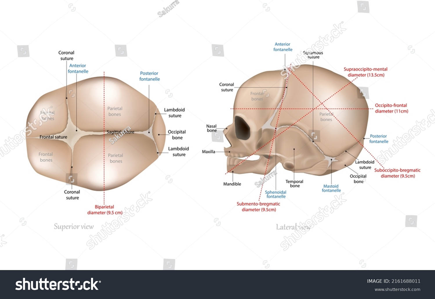 fetal-skull-dimensions-superior-view-lateral-stock-vector-royalty-free