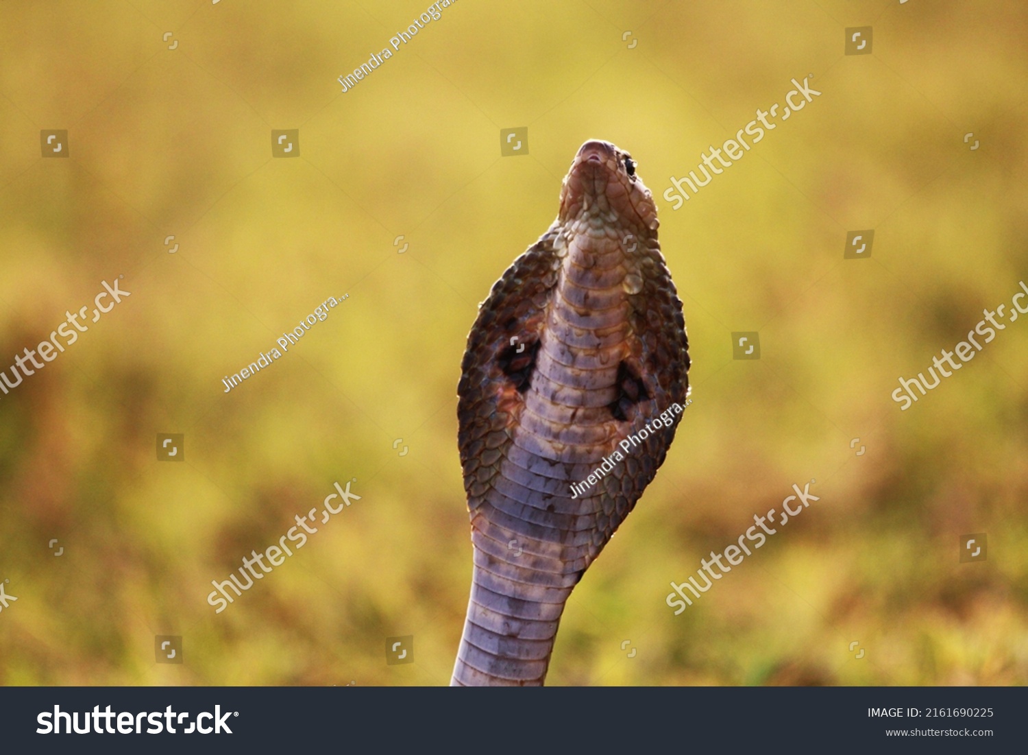 Indian Cobra Known Spectacled Cobra Asian Stock Photo Shutterstock