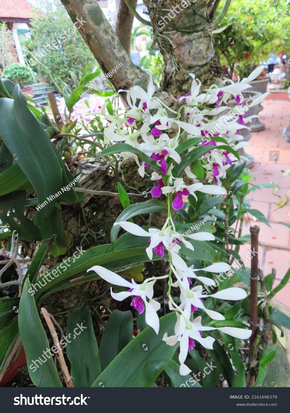 Orchids Phuong Luu Pagoda Dong Hai Stock Photo 2161696379 | Shutterstock