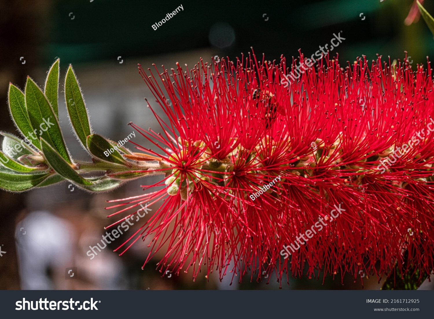 Callistemon Citrinus Callistemon Bottlebrushes Flowers Stock Photo ...