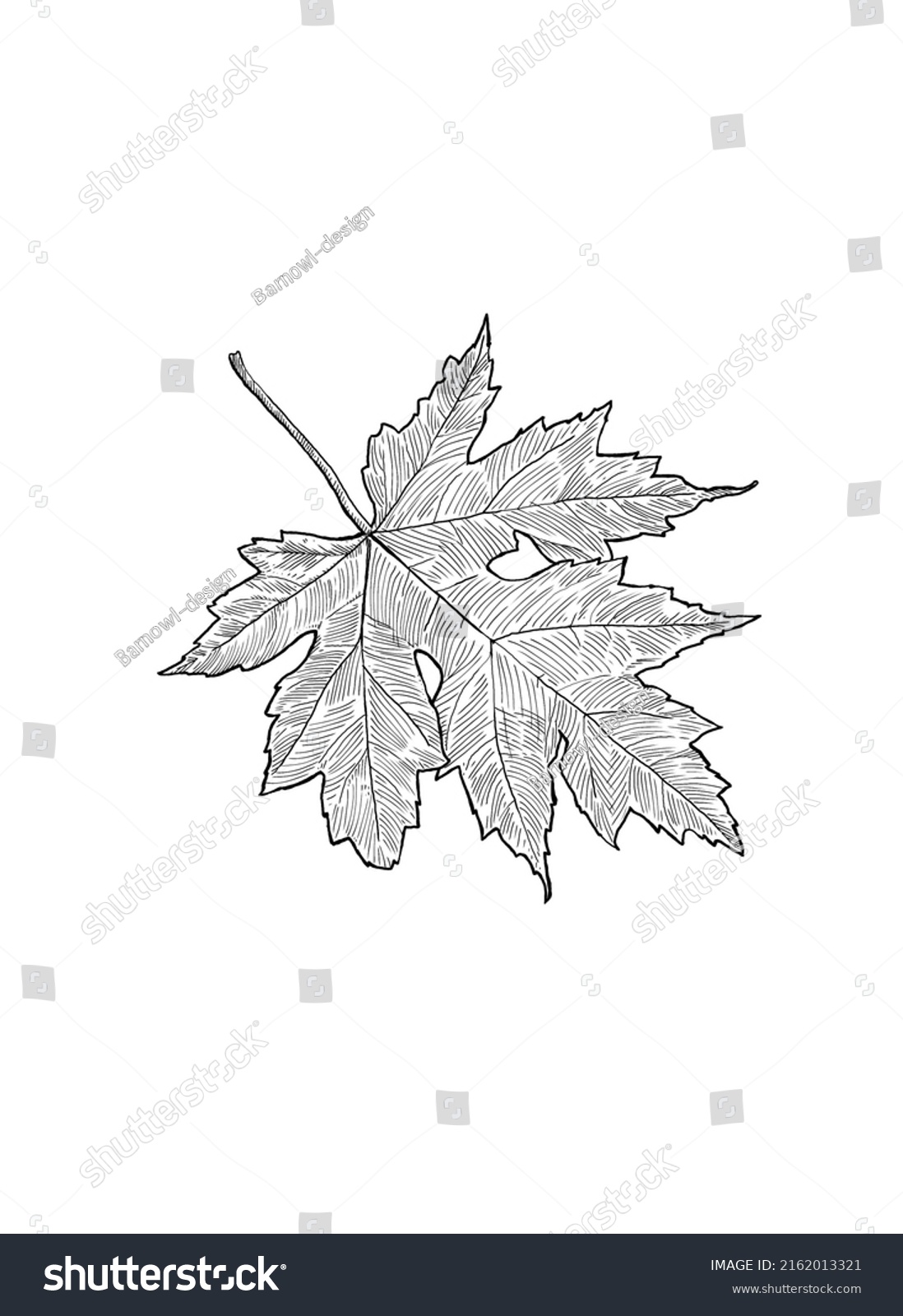 Maple Leaf Line Drawing Illustration Stock Illustration 2162013321 ...