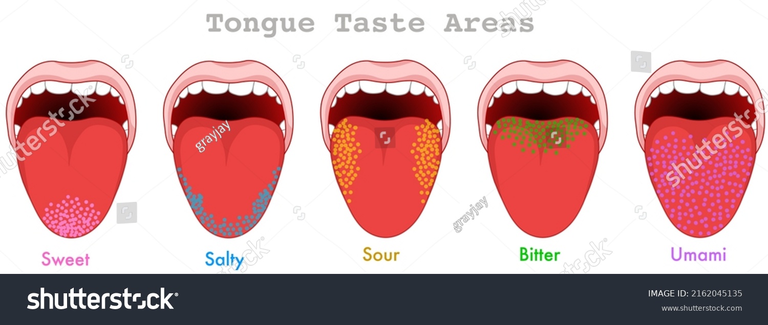 Taste Areas Human Tongue Map Anatomy Stock Vector Royalty Free   Stock Vector Taste Areas Human Tongue Map Anatomy Papillae Receptors Point Grainy Zones Diagram Bitter 2162045135 