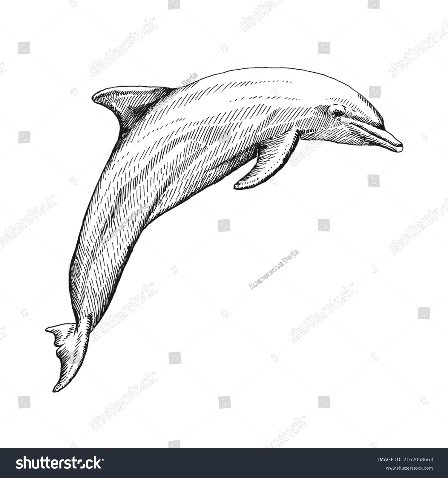 Hand Drawn Dolphin Vector Illustration Sketch Stock Vector (Royalty ...