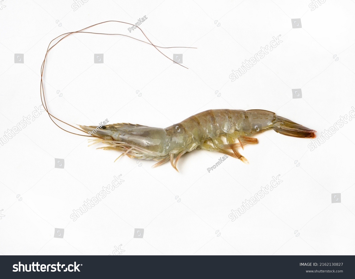 White Tiger Shrimp On White Isolated Stock Photo 2162130827 | Shutterstock