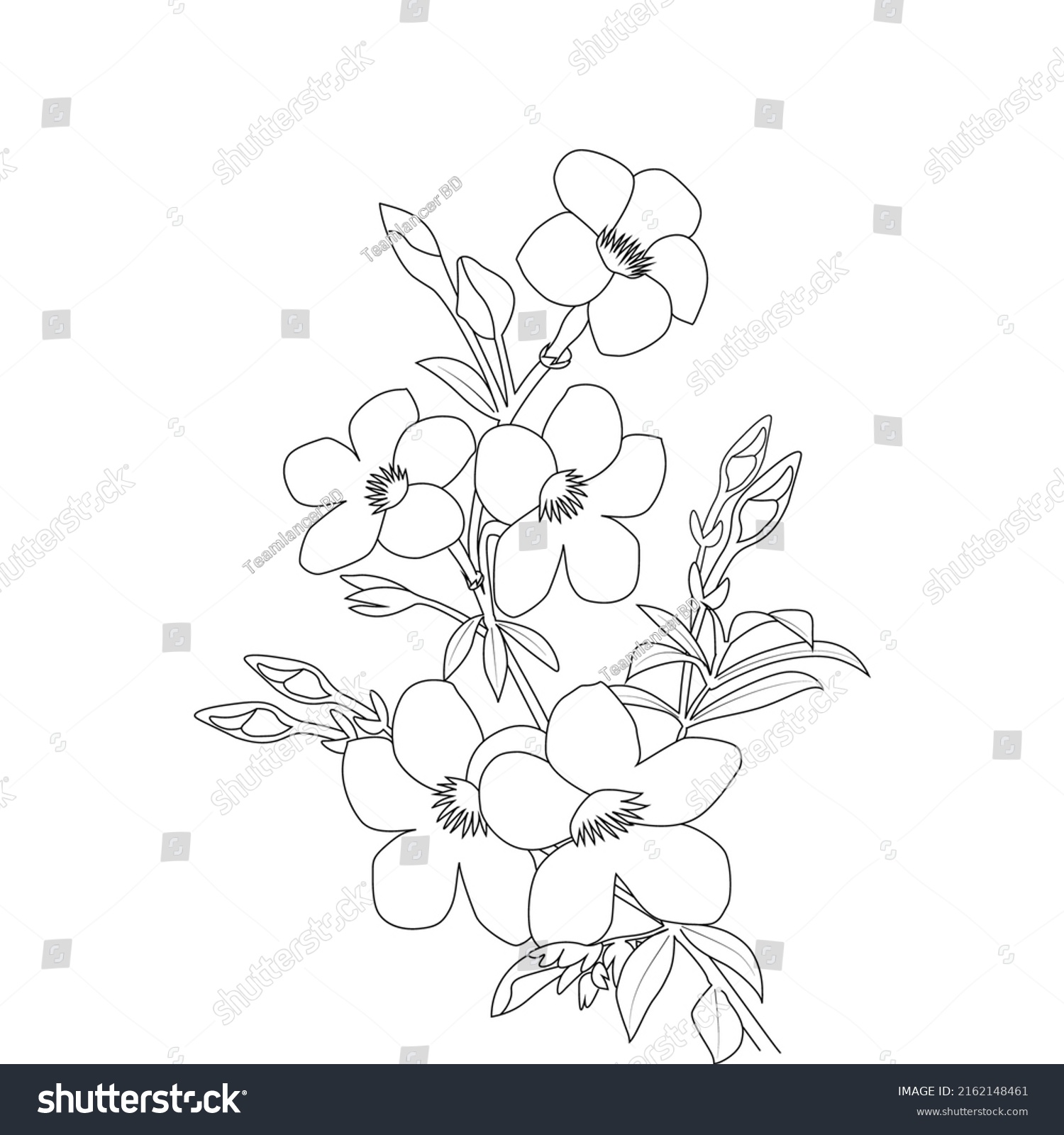 Allamanda Flower Coloring Page Line Art Stock Vector (Royalty Free ...