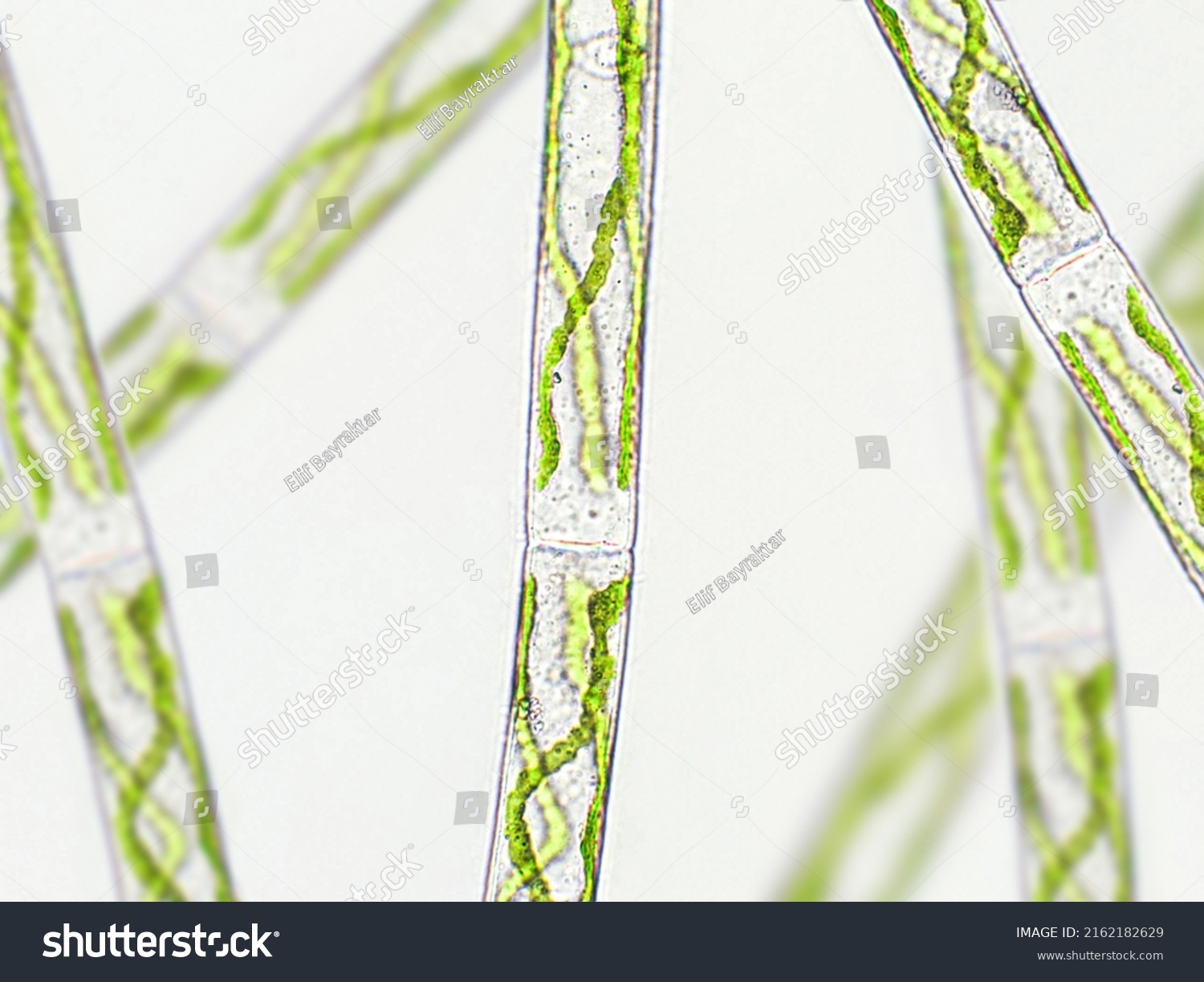 Spirogyra Sp Green Algae Under Microscopic Stock Photo 2162182629 ...