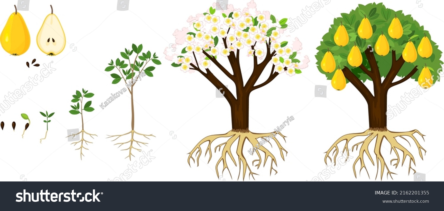 Life Cycle Pear Tree Isolated On Stock Vector (Royalty Free) 2162201355 ...