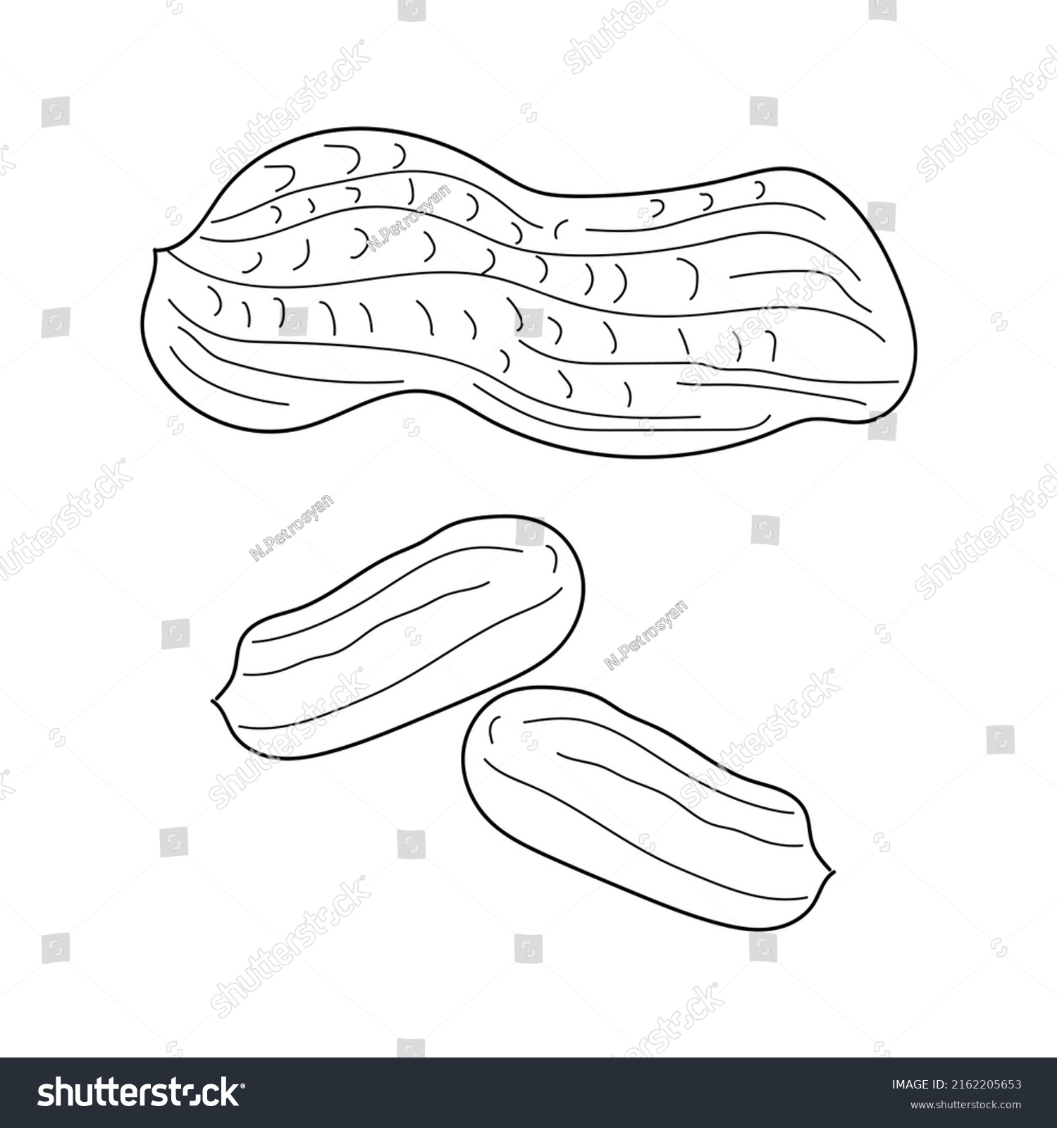 Peanut Handdrawn Vector Illustration Isolated On Stock Vector (Royalty ...