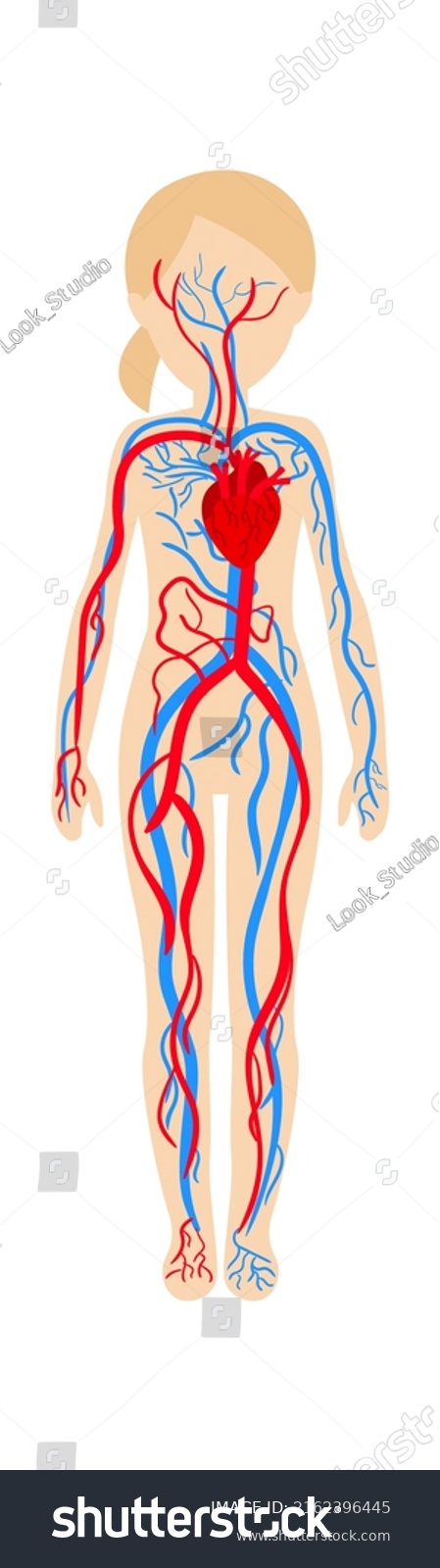 Girl Circulatory System Anatomy Vector Illustration Stock Vector ...