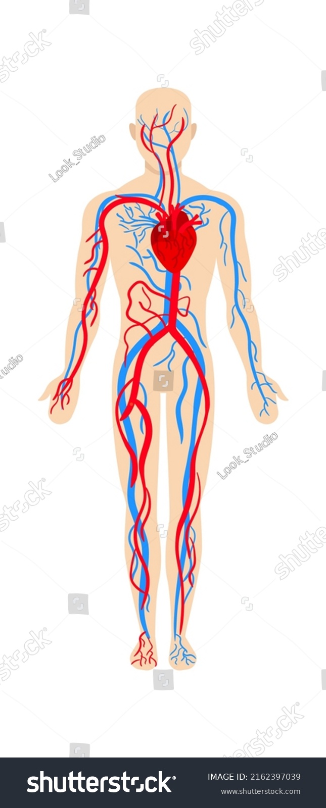 Man Circulatory System Anatomy Vector Illustration Stock Vector ...