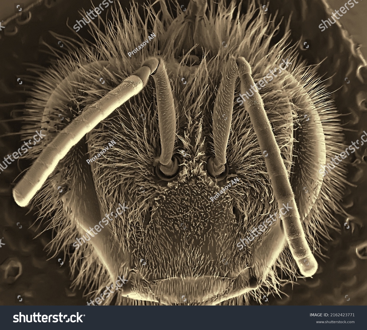 Bee Head Eye Electron Microscope Photos Stock Photo 2162423771 ...