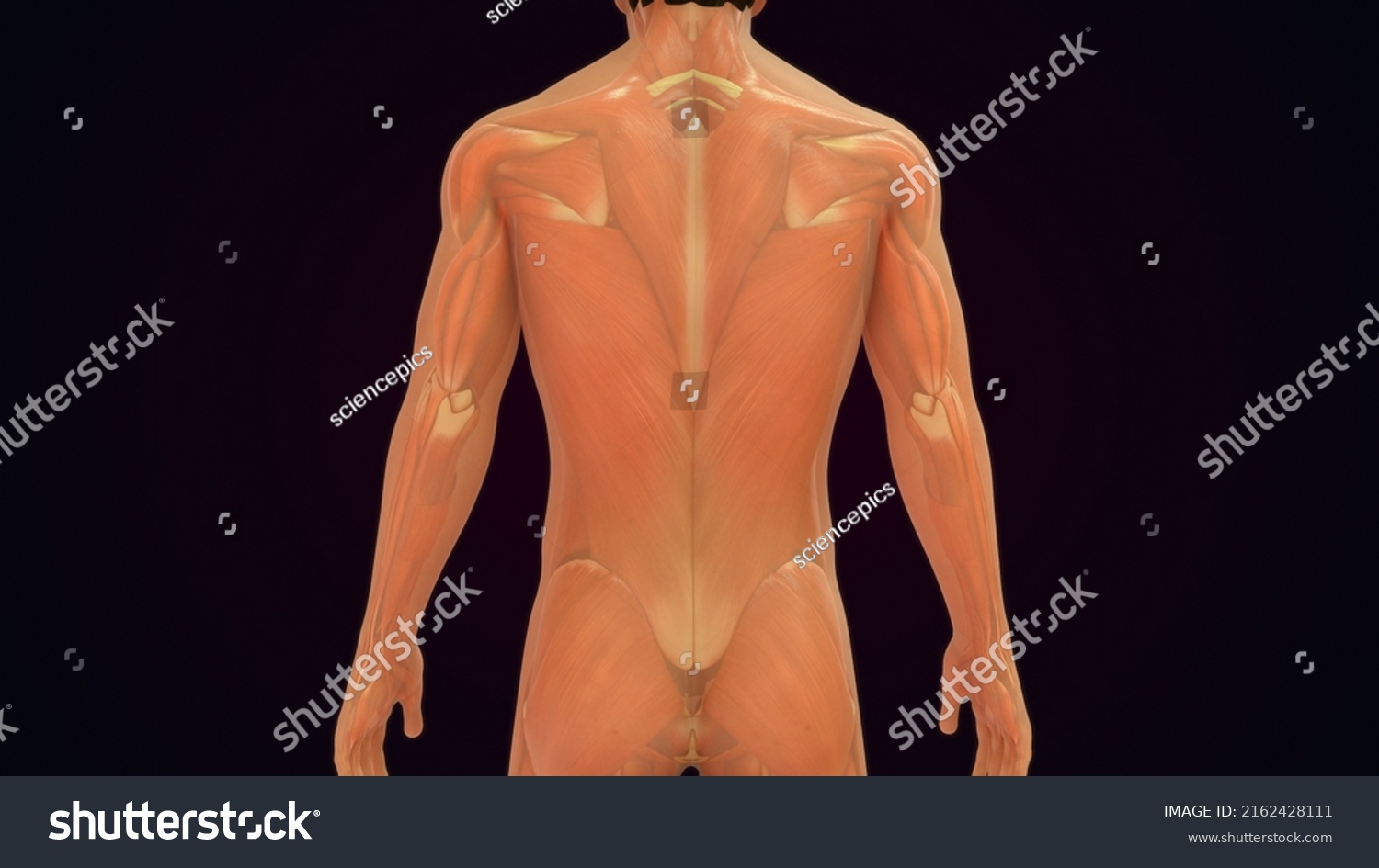 Human Face Body Muscle System Anatomy Stock Illustration Shutterstock