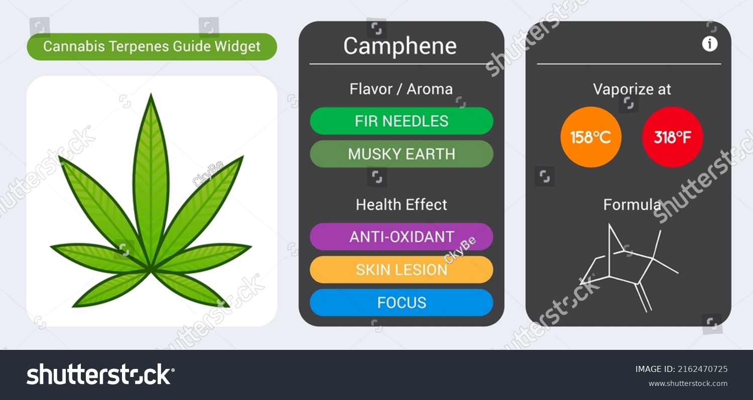 Cannabis Terpene Guide Information Chart Aroma Stock Vector (Royalty ...