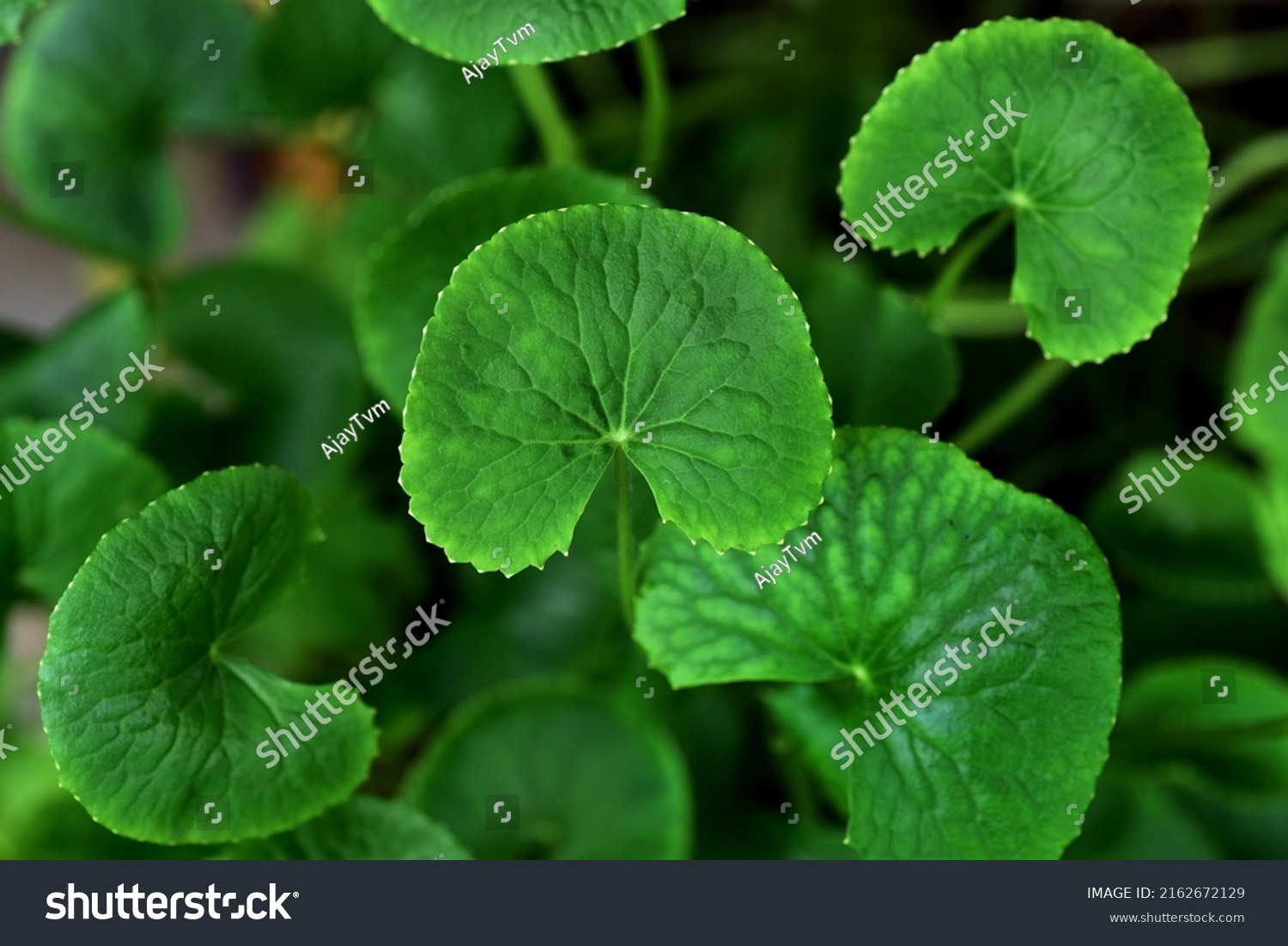 Top View Centella Asiatica Medicinal Herb Stock Photo 2162672129 ...