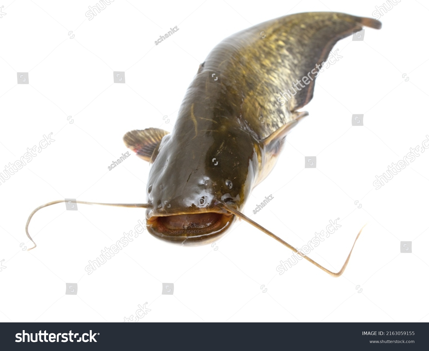 Catfish Fish Isolated On White Background Stock Photo 2163059155 ...