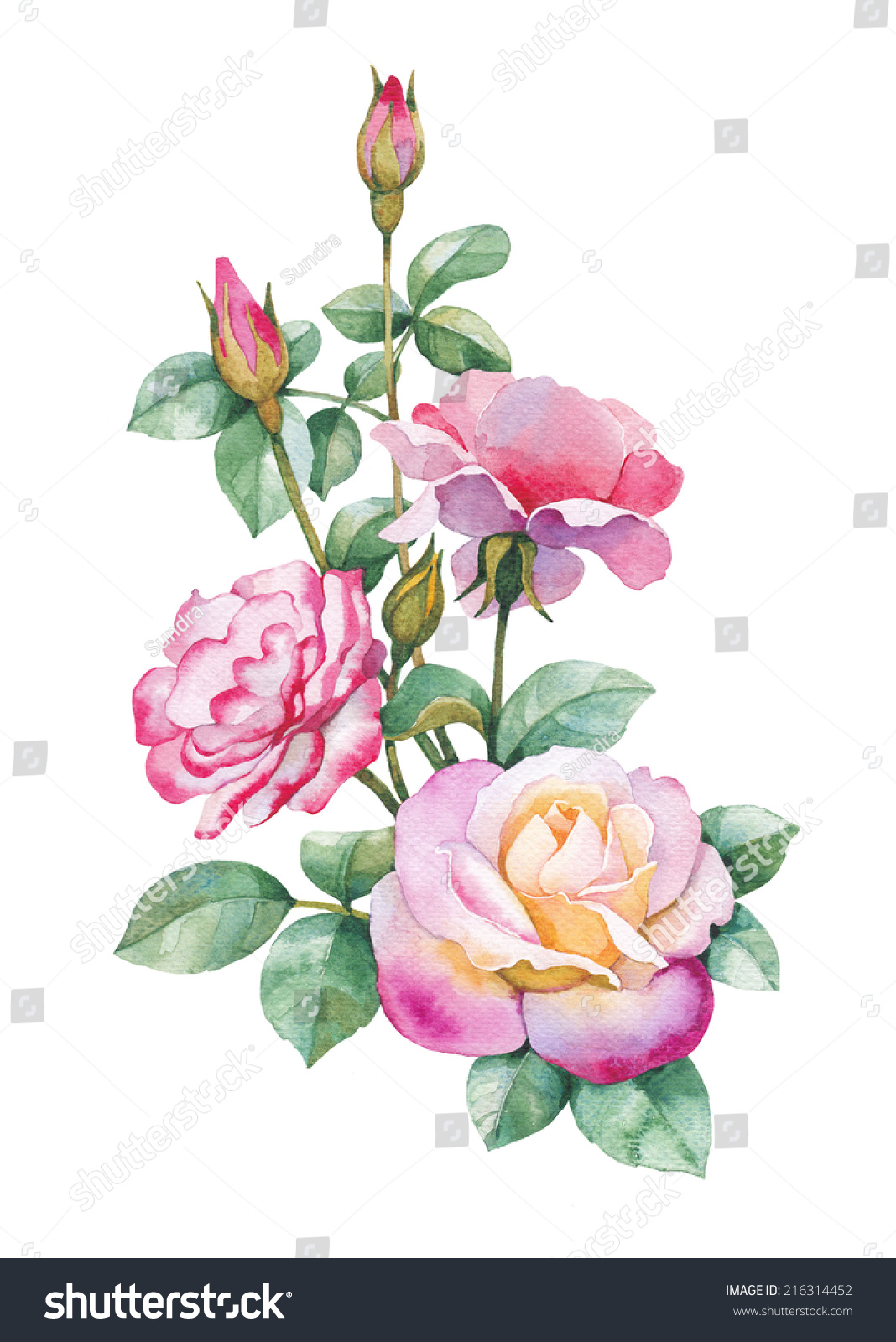 Watercolor Illustrations Rose Flowers Stock Illustration 216314452 ...
