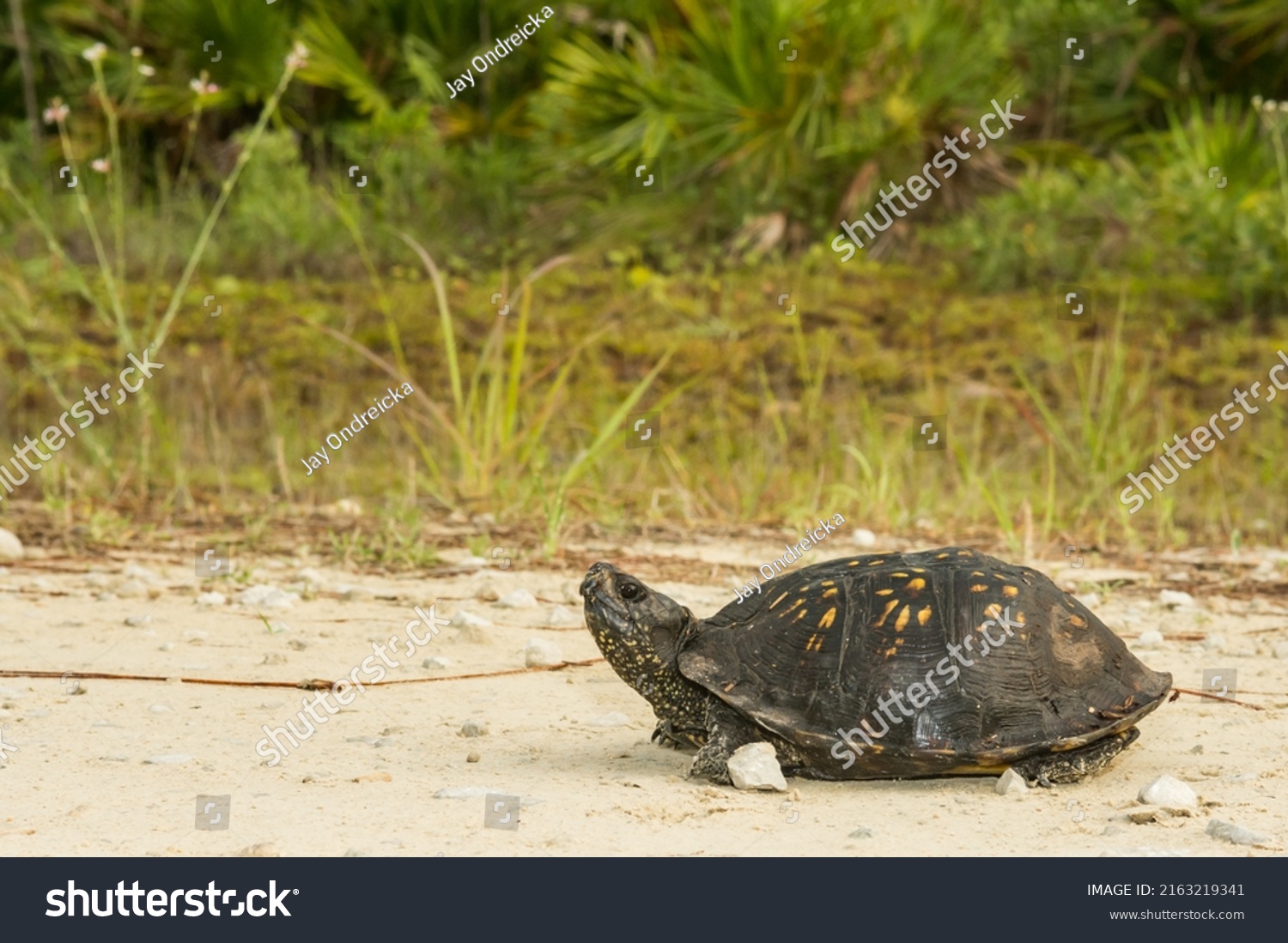 Gulf Coast Box Turtle Terrapene Carolina Stock Photo 2163219341 ...