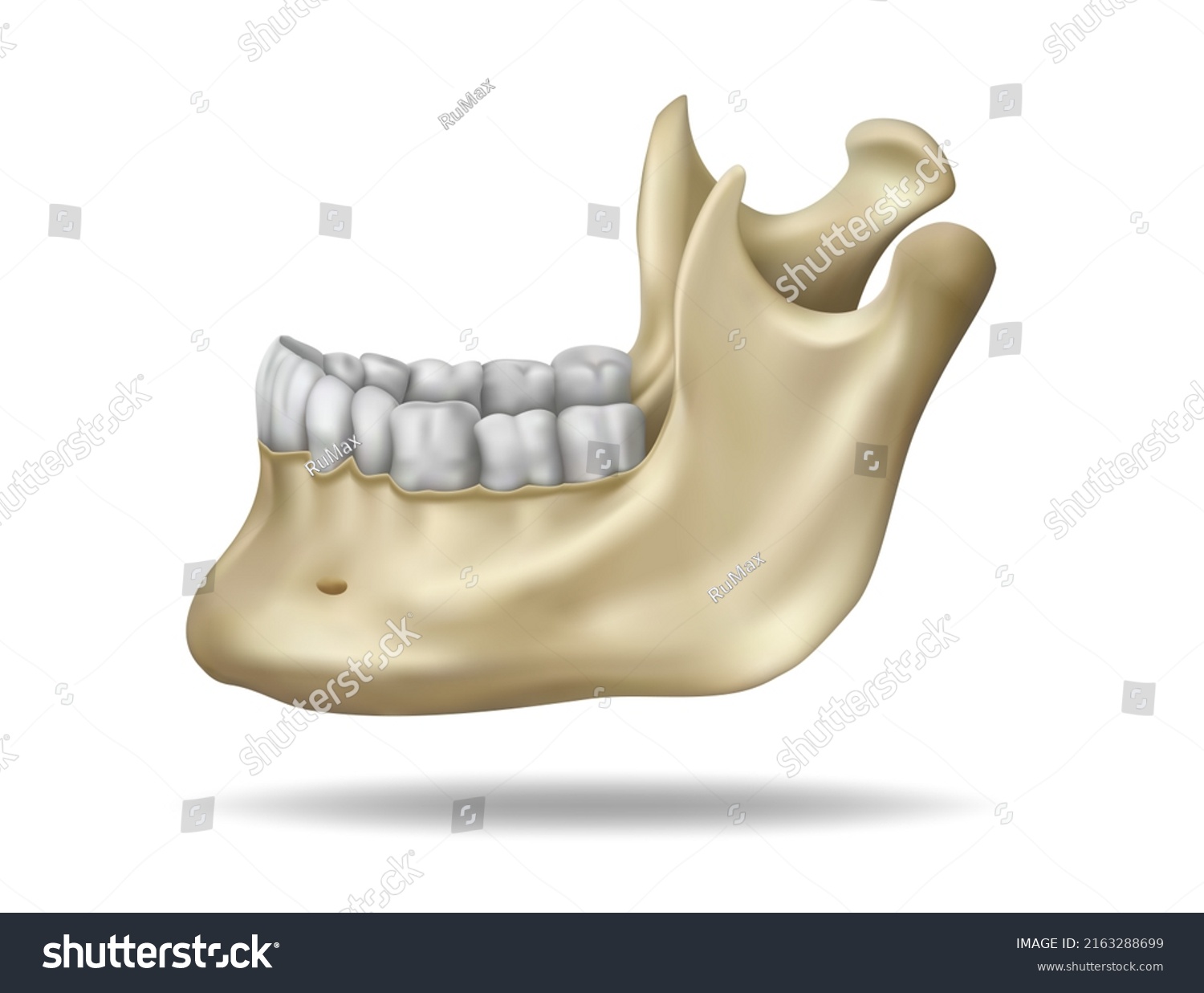 Basic Anatomy Physiology Lower Jaw Teeth Stock Illustration 2163288699 ...