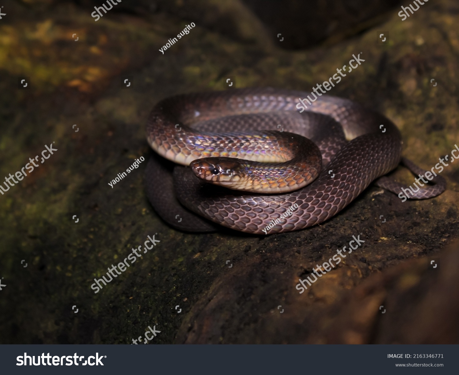 Dark Grey Ground Snake Elapoidis Fusca Stock Photo 2163346771 ...