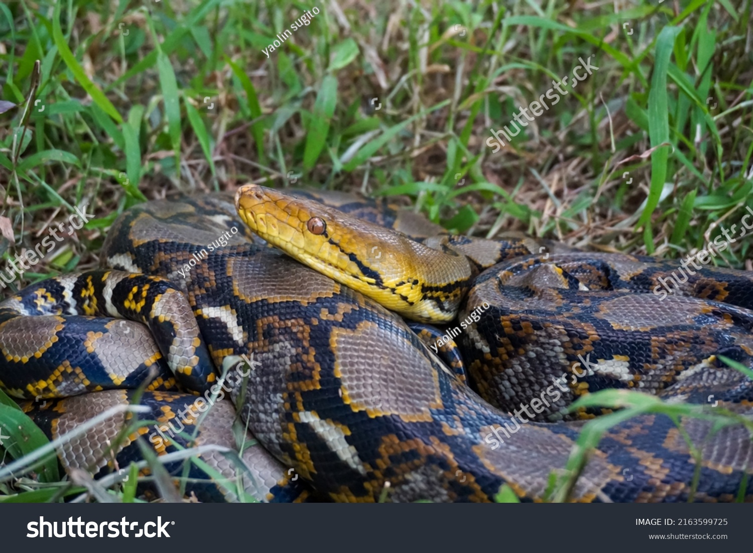 Reticulated Python Malayopython Reticulatus Python Species Stock Photo Shutterstock