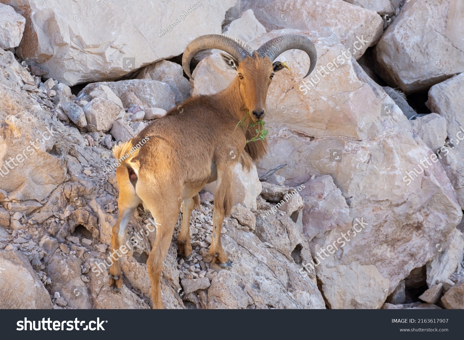 arabian tahr