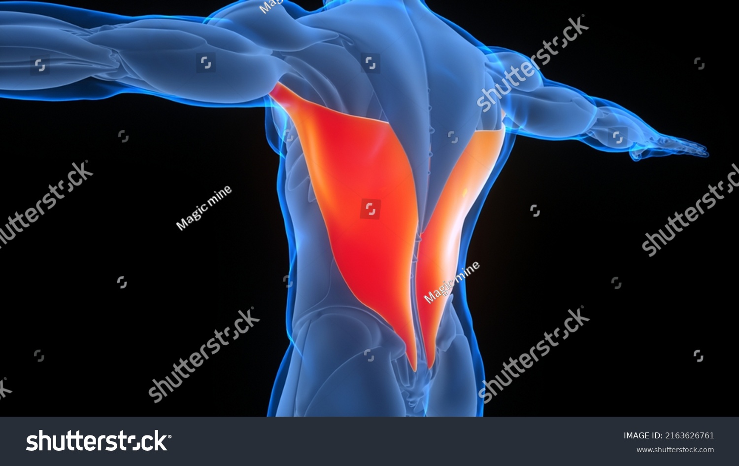 Human Muscular System Torso Muscles Latissimus Stock Illustration Shutterstock