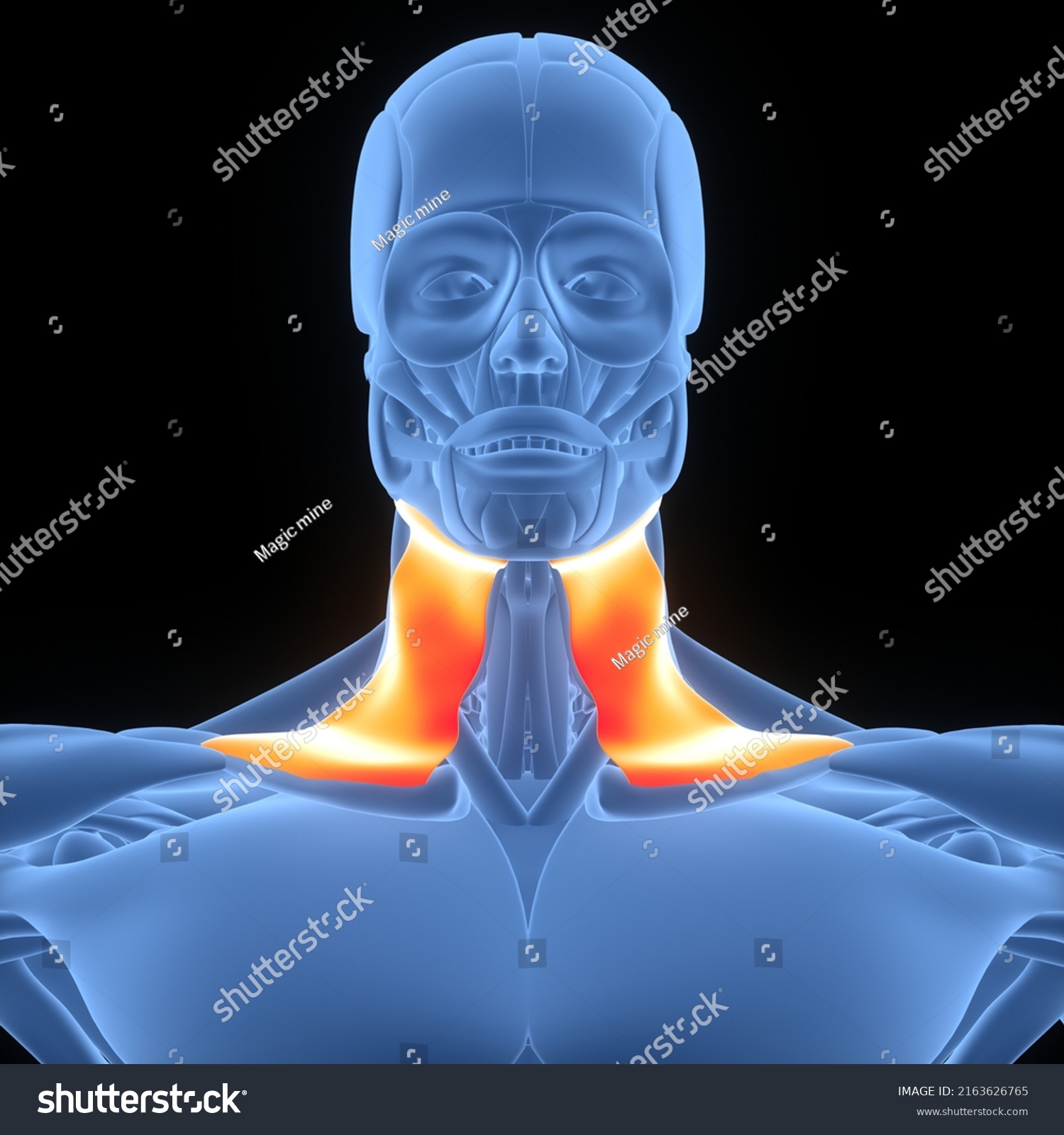 Human Body Muscular System Head Muscles Stock Illustration 2163626765 ...