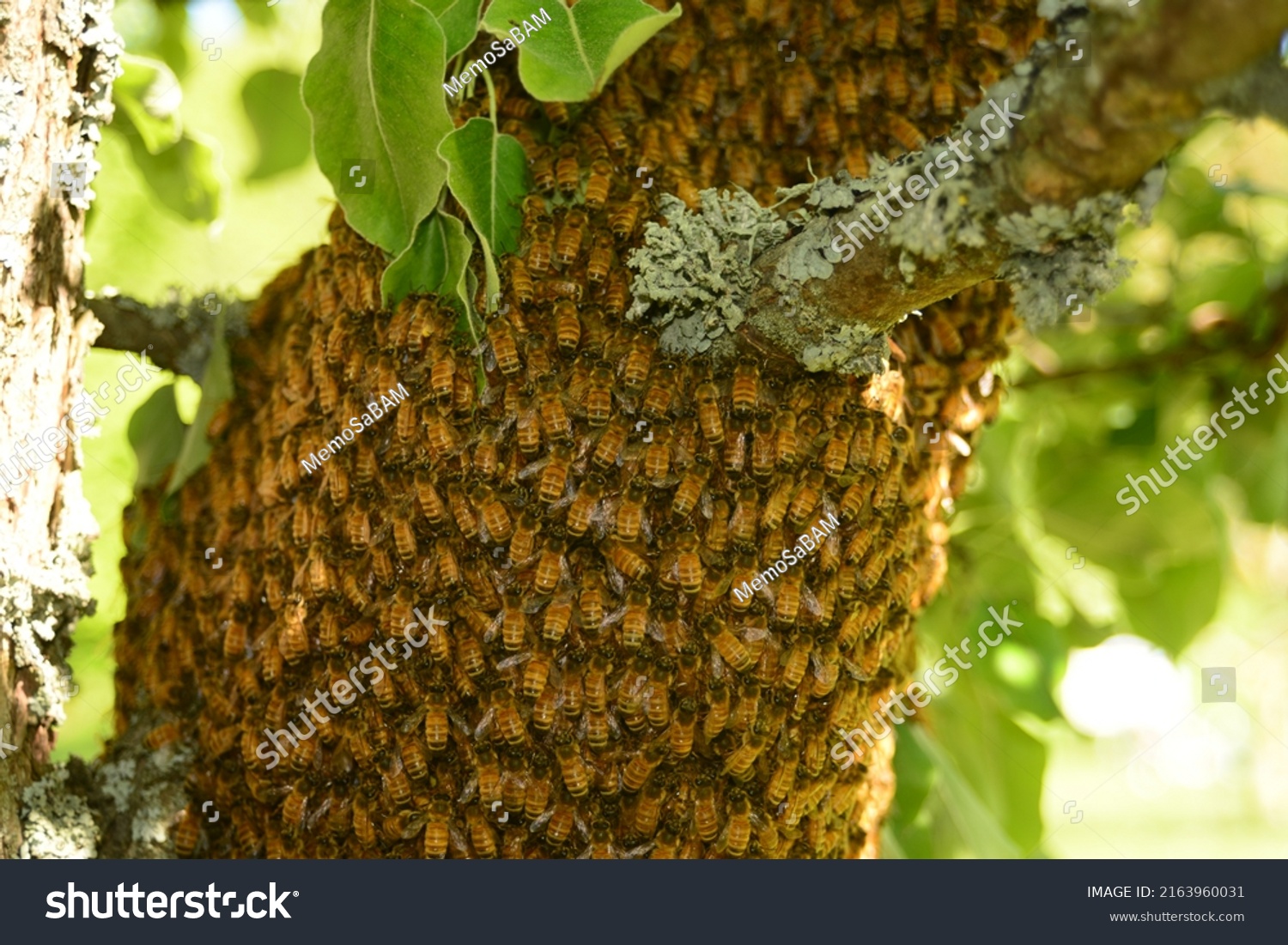 Swarming Honey Bee Colonys Natural Means Stock Photo 2163960031 ...