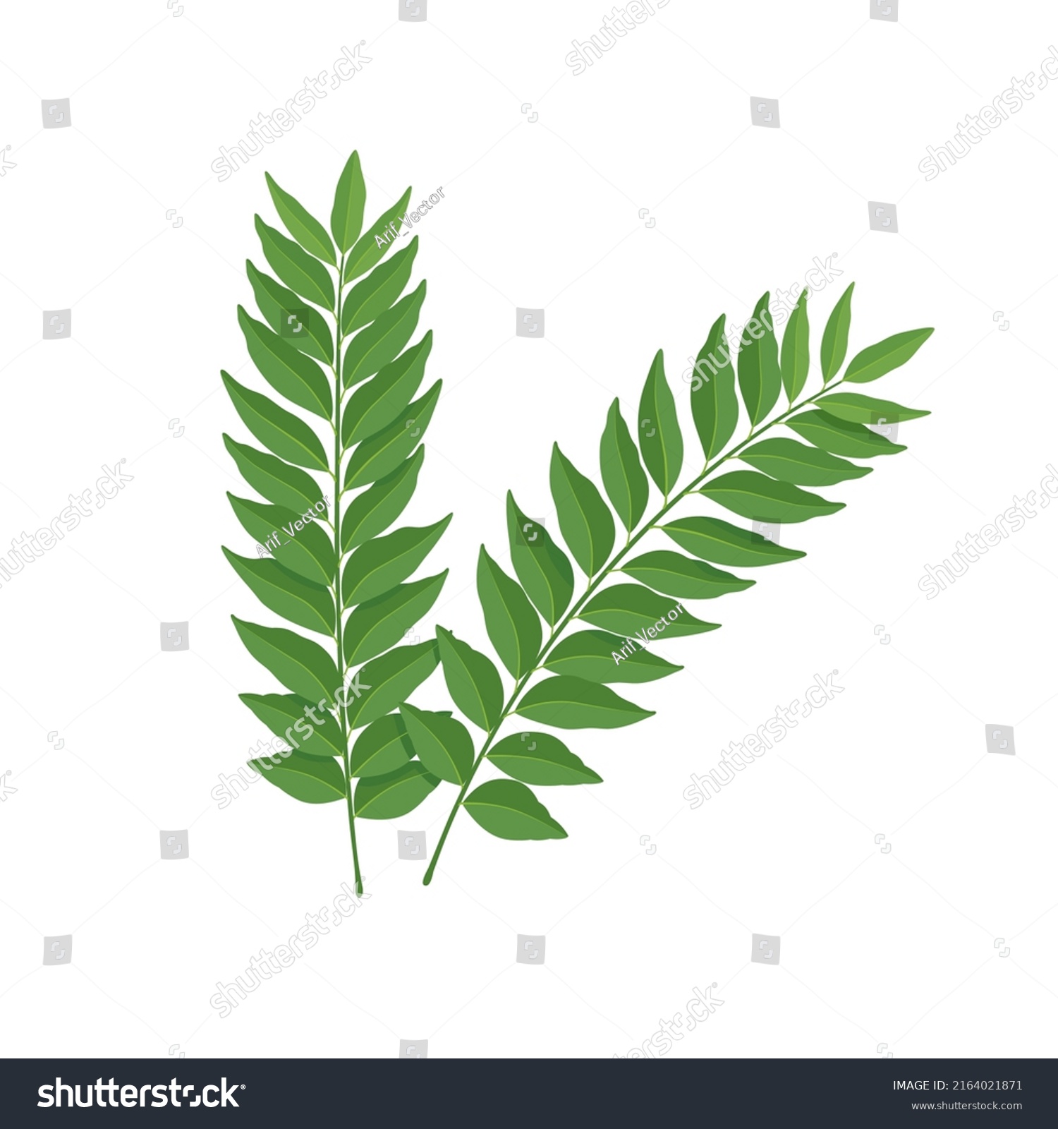 Vector Illustration Curry Leaf Murraya Koenigii Stock Vector (Royalty ...