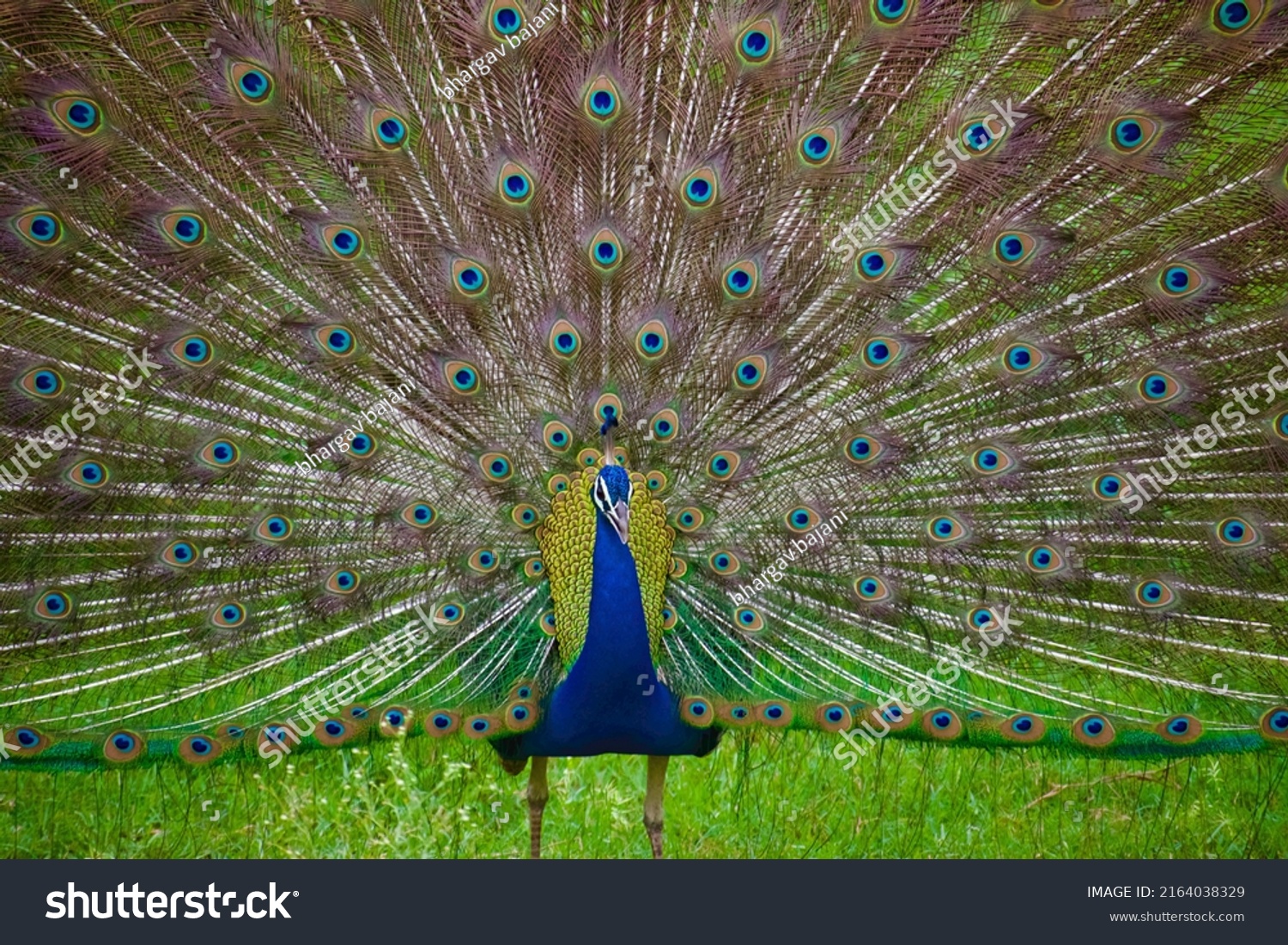 Indian Peafowl Pavo Cristatus Known Common Stock Photo 2164038329 ...