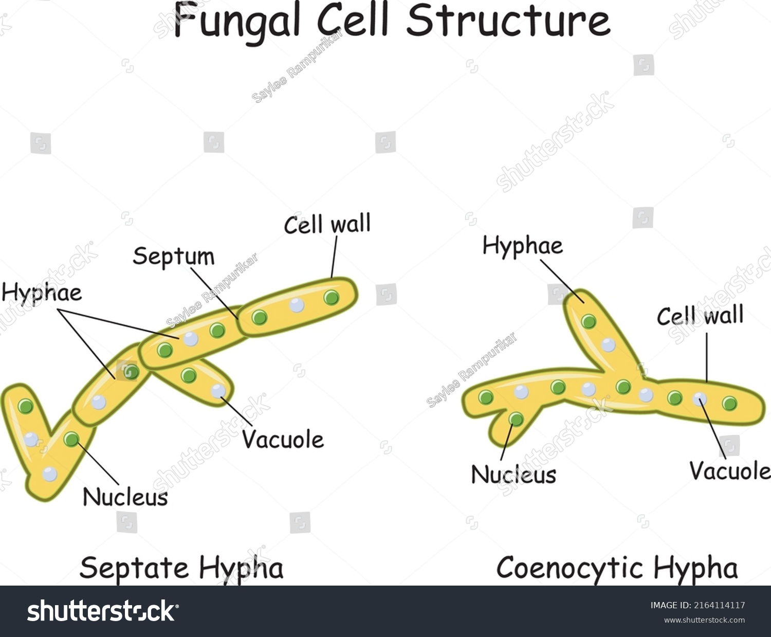 Fungi Cell Fungal Hyphae Structure Fungi Stock Vector (Royalty Free ...