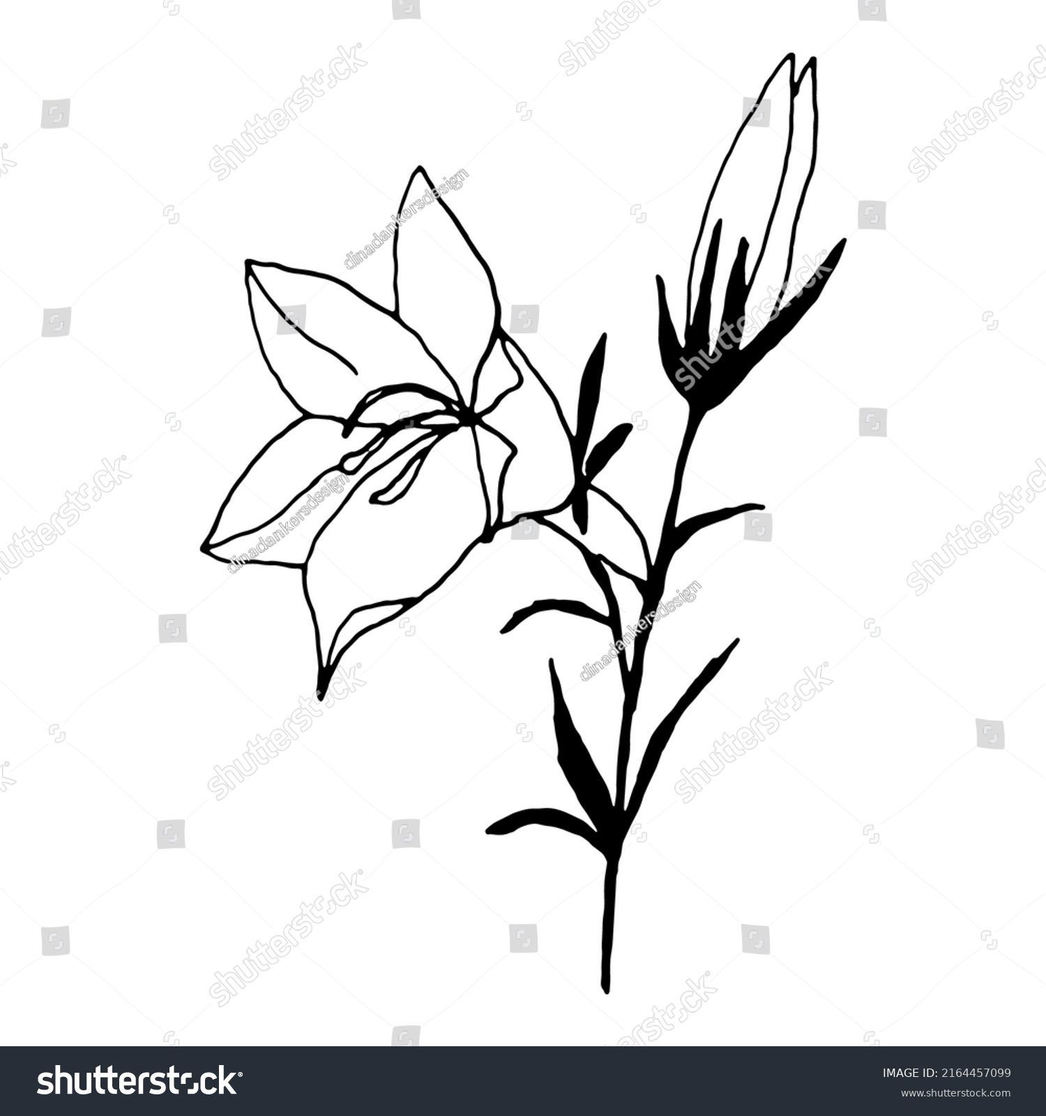 Simple Bellflower Vector Botanical Drawing Isolated Stock Vector ...