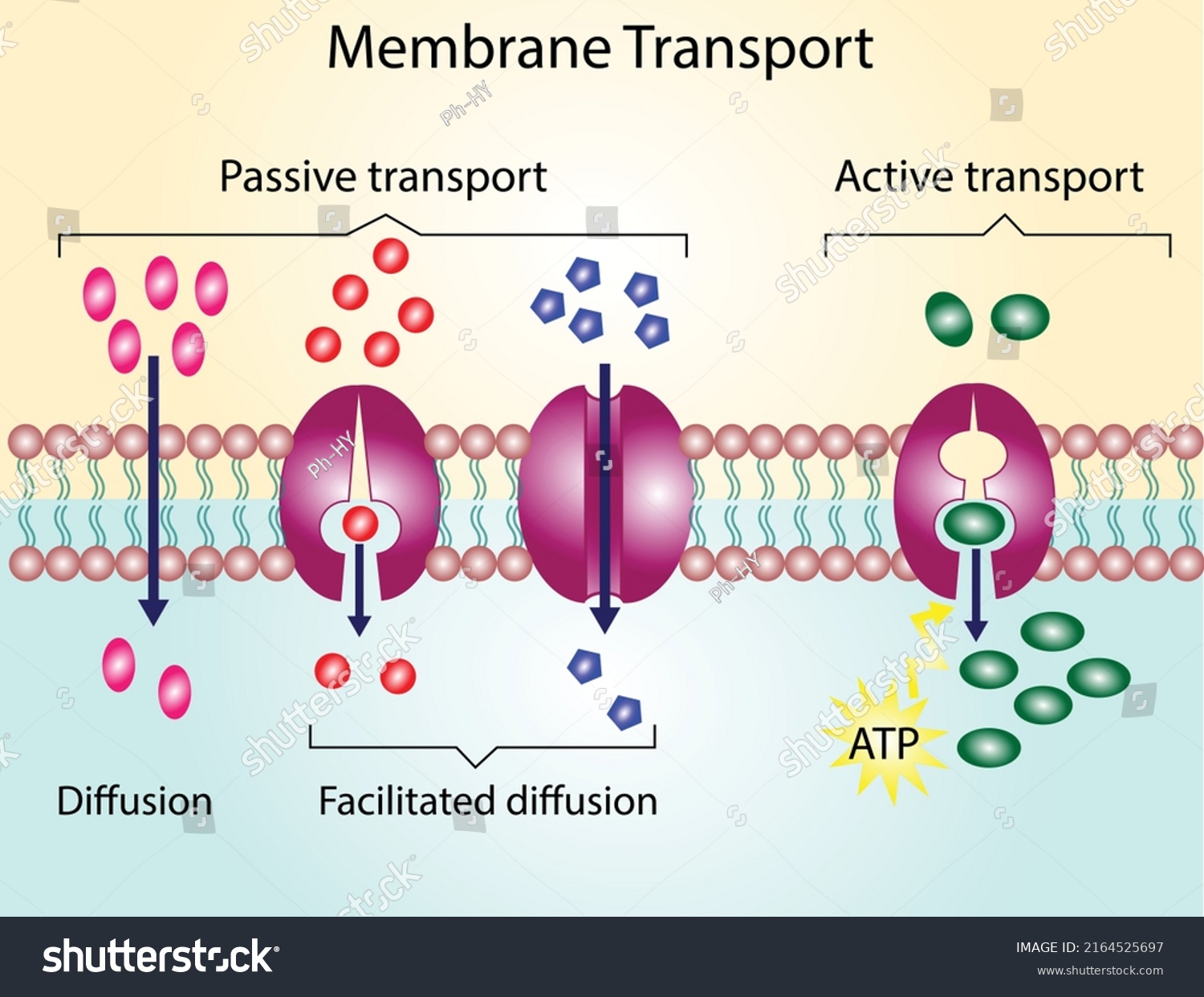 Active Vs Passive Transport Molecules Movement Stock Vector (Royalty ...