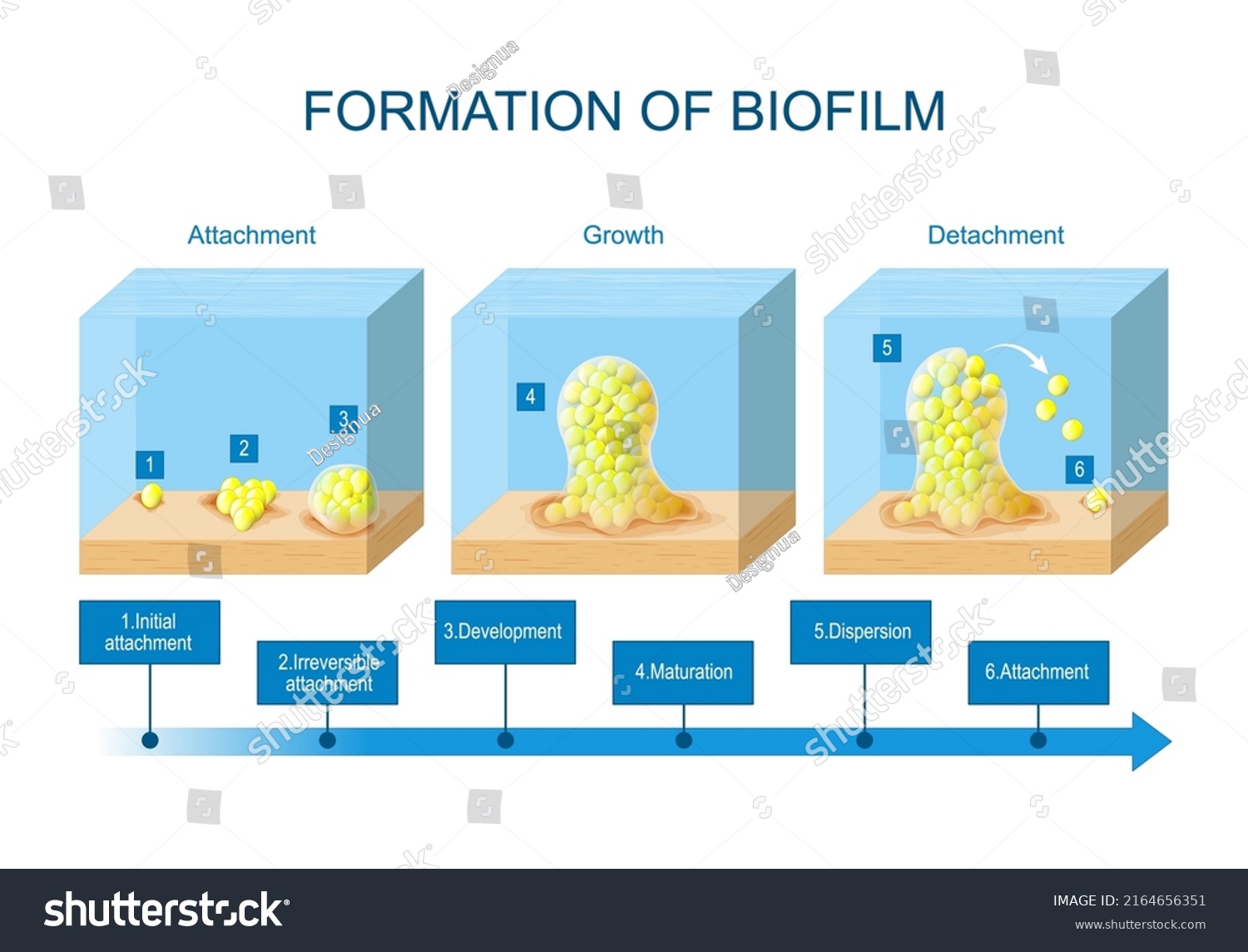 Biofilm Formation Stages Biofilm Development Life Stock Vector (Royalty ...