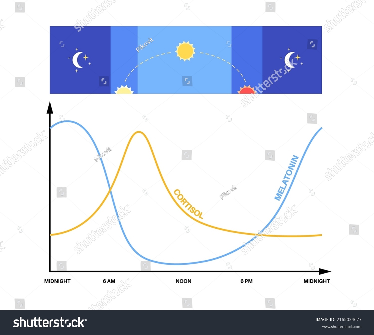 Circadian Rhythm Infographic Poster Melatonin Cortisol เวกเตอร์สต็อก ปลอดค่าลิขสิทธิ์ 0386