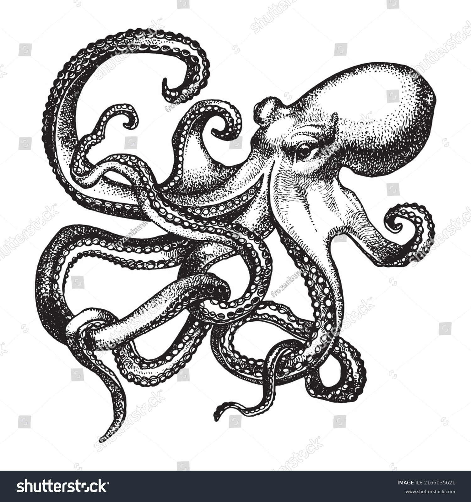 Octopus Ink Sketch Isolated On White Stock Vector (Royalty Free ...