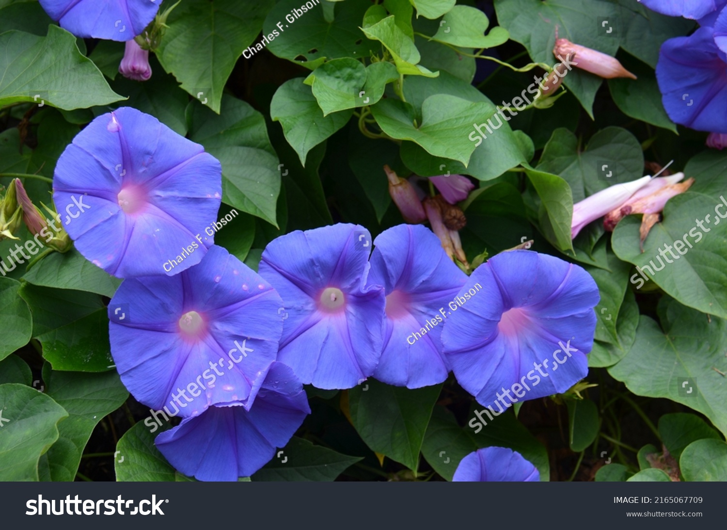 Morning Glory Ipomoea Purpurea Colourfully Blooming Stock Photo ...