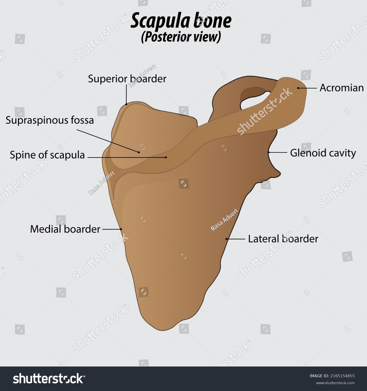 left scapula posterior view