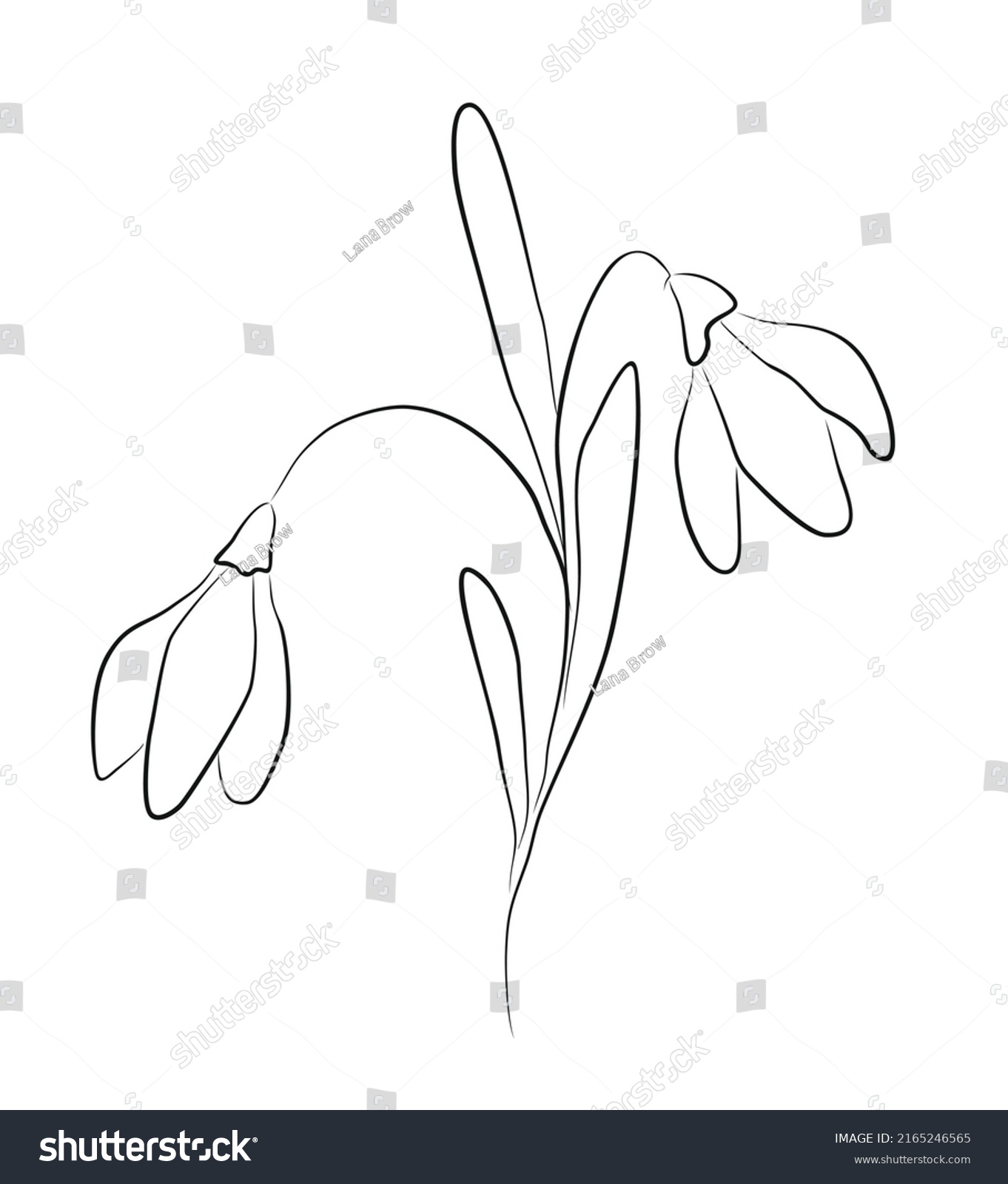 Snow Drop Flowers Line Art Vector Stock Vector (Royalty Free ...