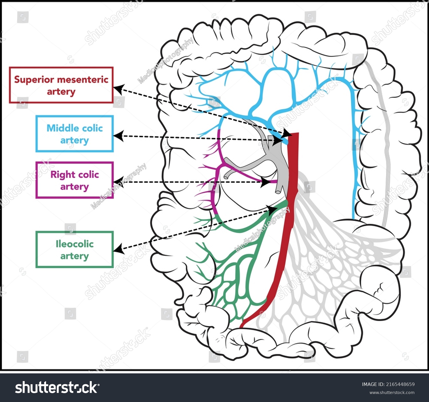 Colon Arteries Anatomy Human Abdominal Arteries Stock Vector Royalty