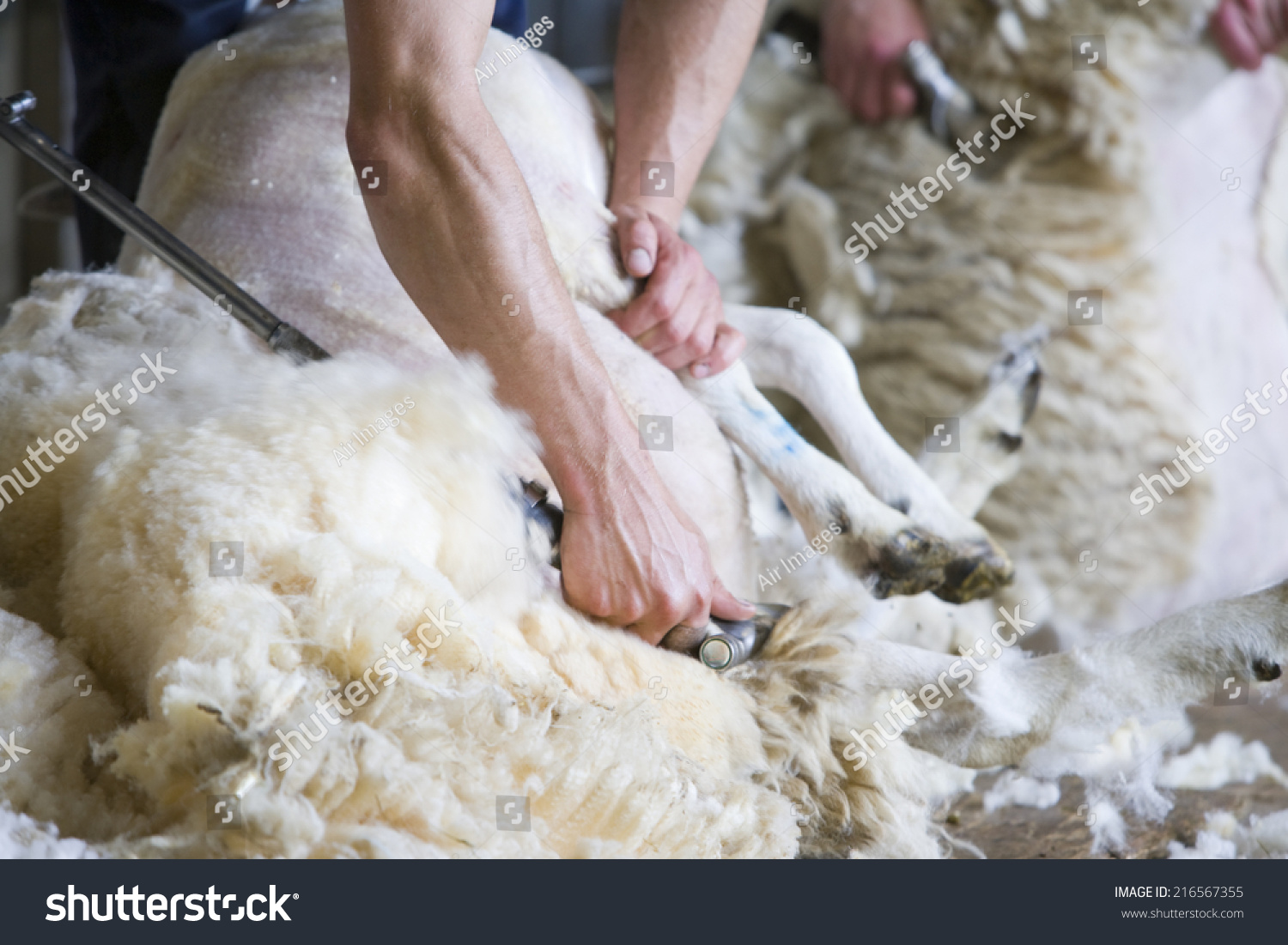 Young Farmers Shearing Sheep Wool Barn Stock Photo 216567355 | Shutterstock