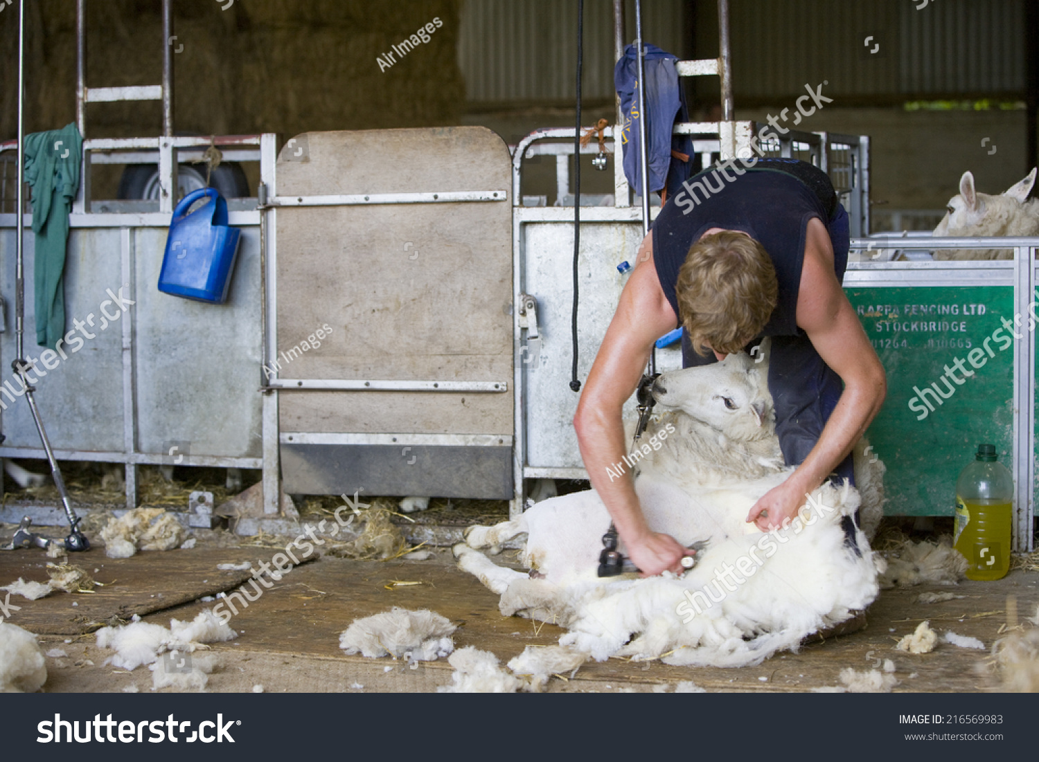 Young Farmer Shearing Sheep Wool Barn Stock Photo 216569983 | Shutterstock